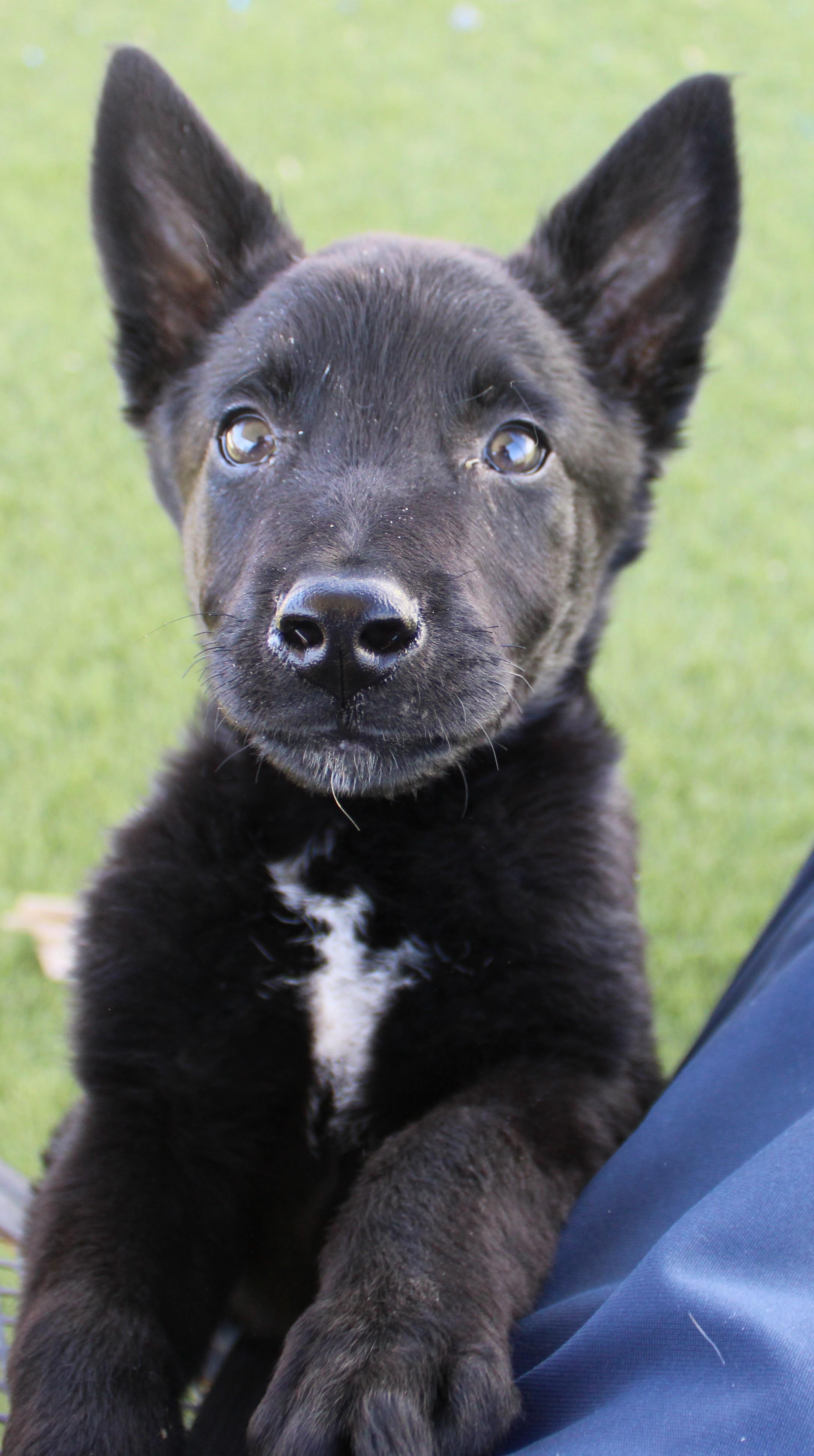 Ramey, an adopted mixed breed in Wasco, CA image 2/6