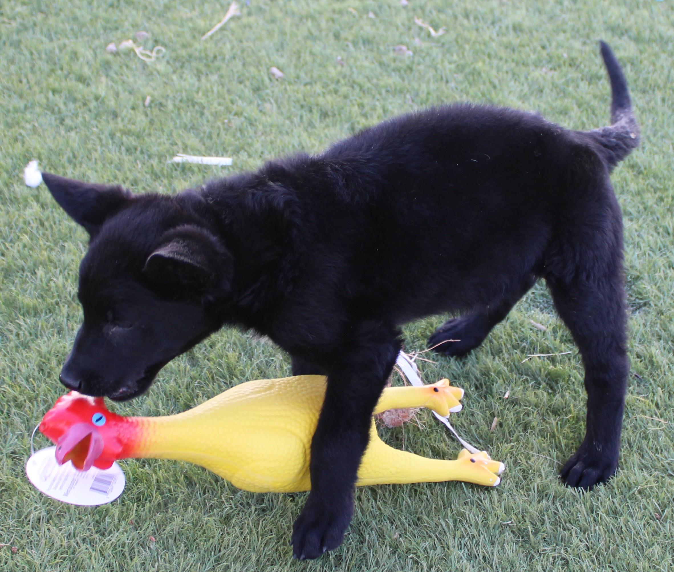 Ramey, an adopted mixed breed in Wasco, CA image 3/6