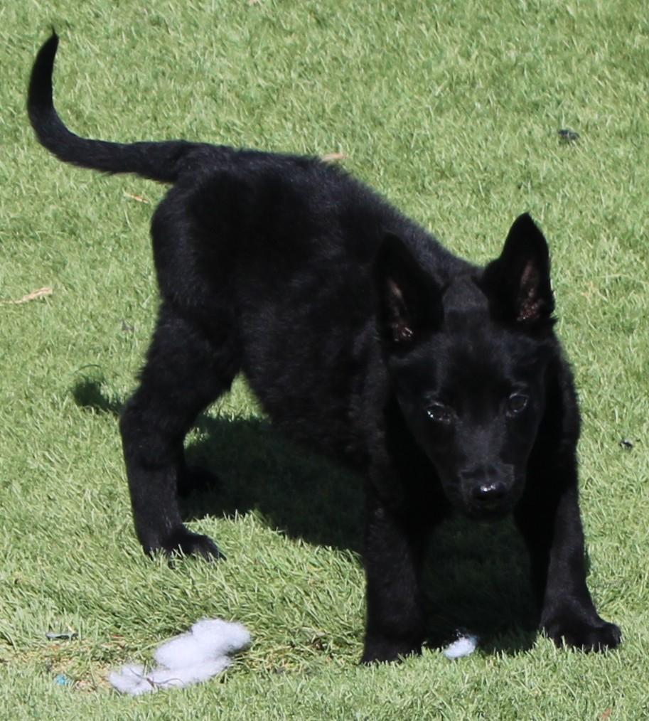 Ramey, an adopted mixed breed in Wasco, CA image 5/6