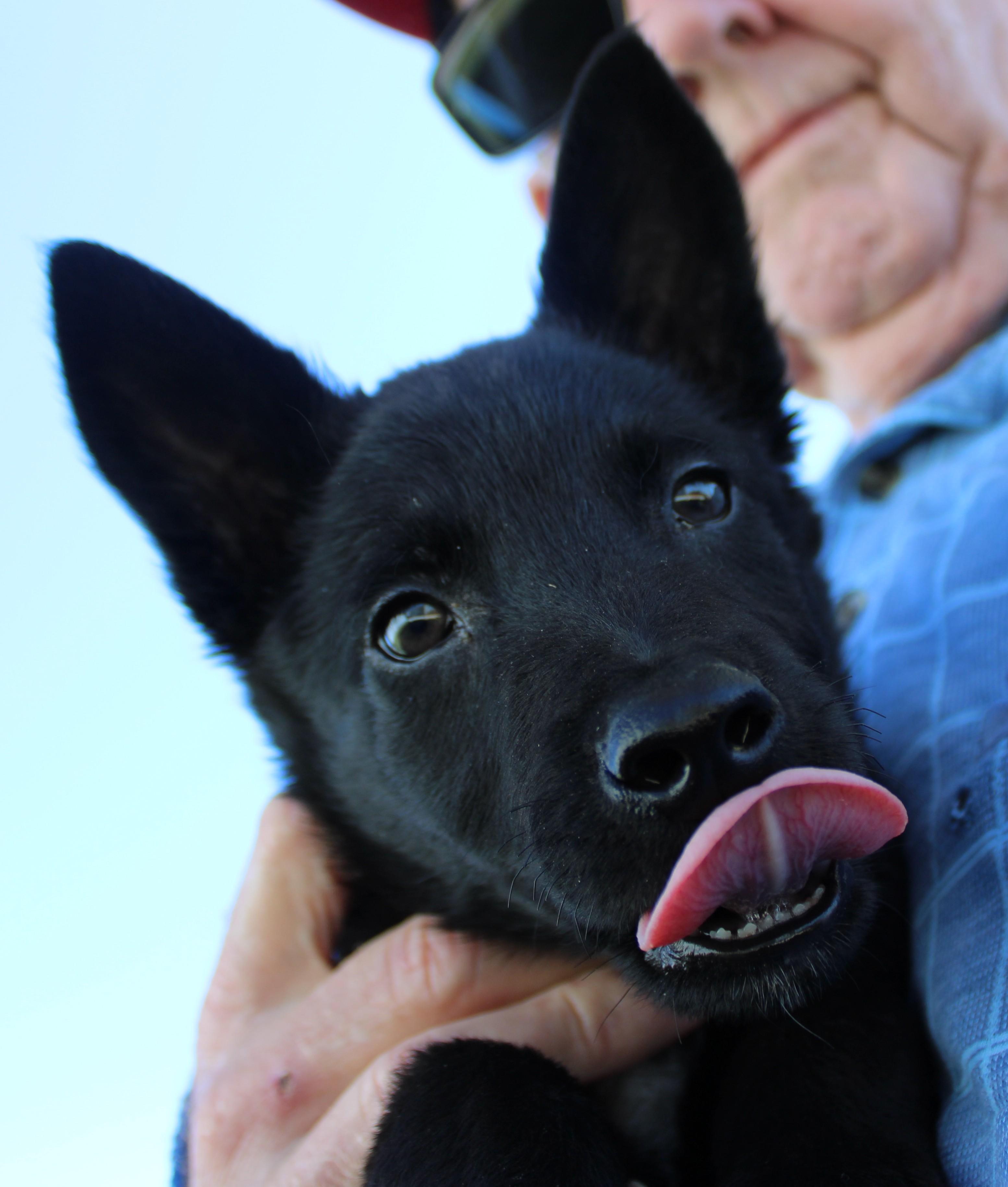 Ramey, adopted, Young Male Australian Kelpie.