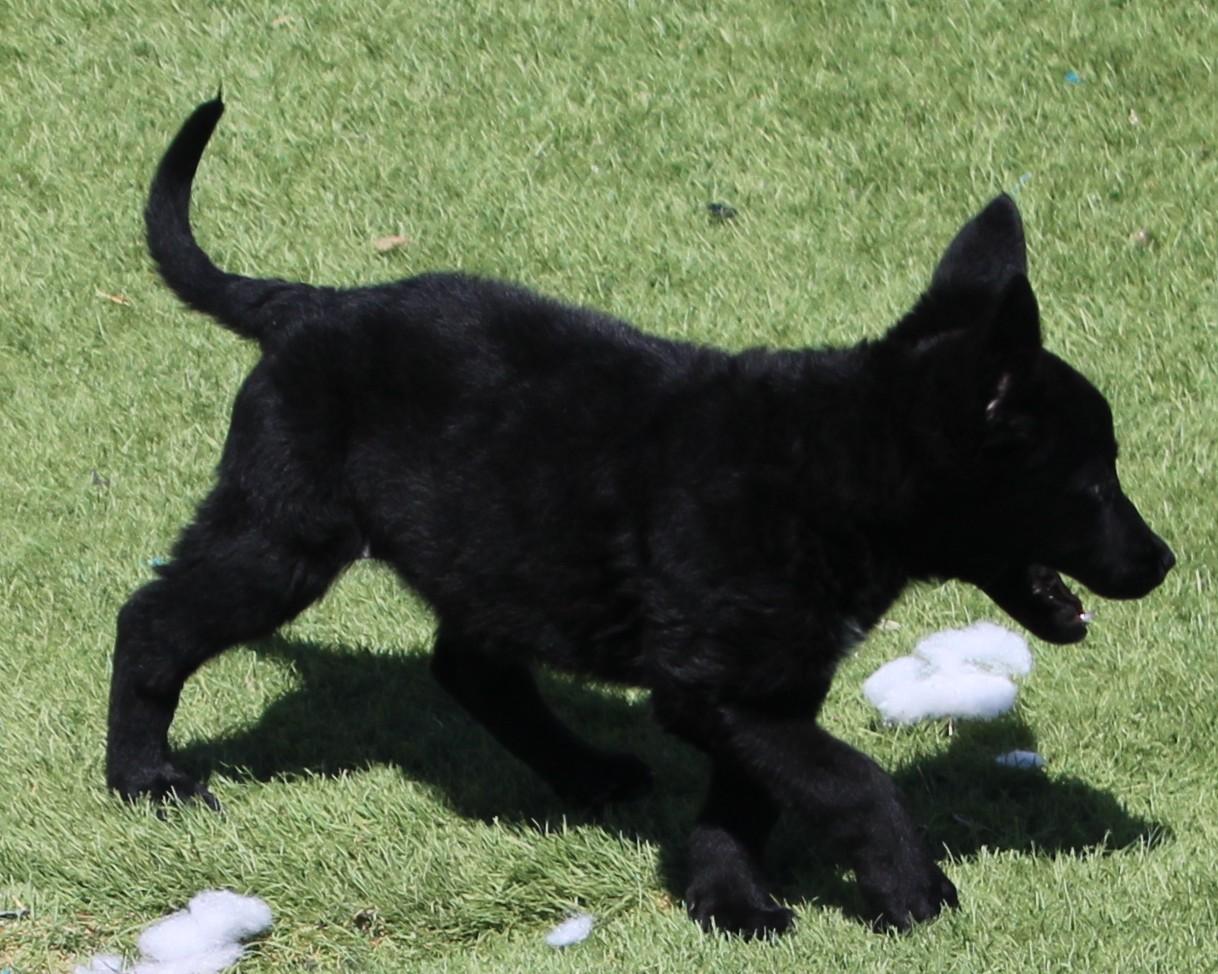 Ramey, an adopted mixed breed in Wasco, CA image 4/6