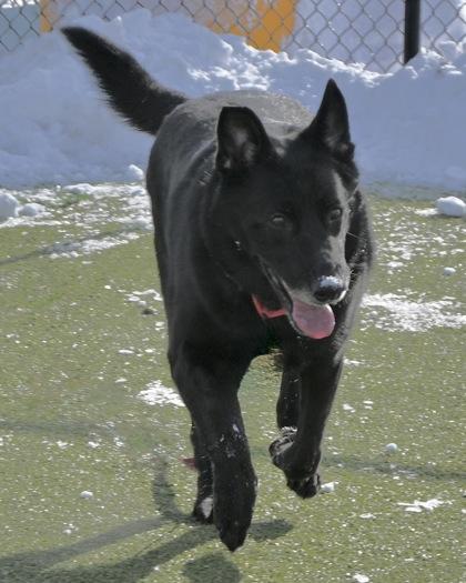 Night, Adoptable, Adult Male German Shepherd Dog & Mixed Breed.