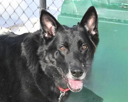 Enlarge Night, a Adoptable mixed breed in West Seneca, NY image 3/3