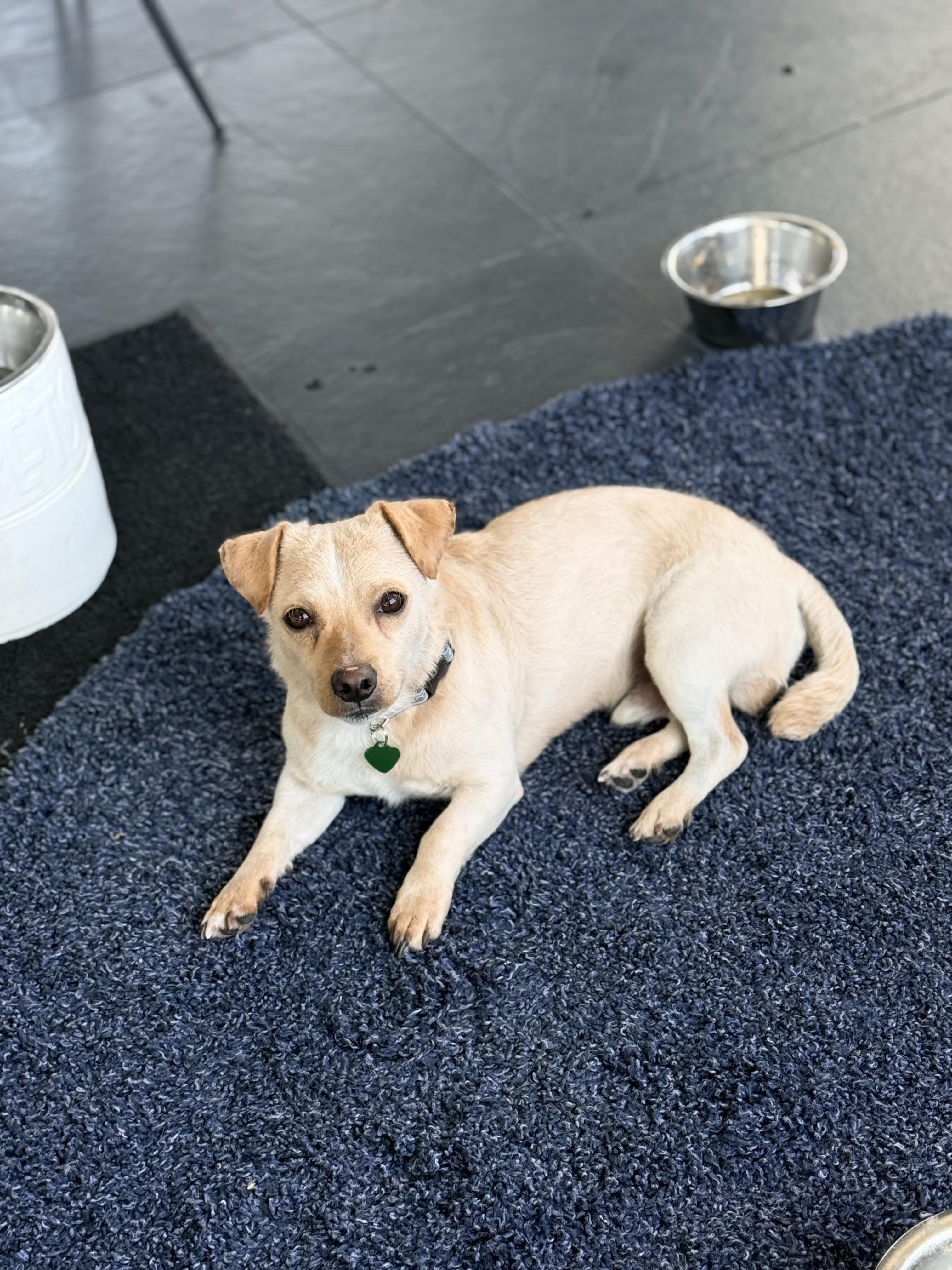 THOMAS, a ADOPTABLE mixed breed in los angeles, CA image 4/6
