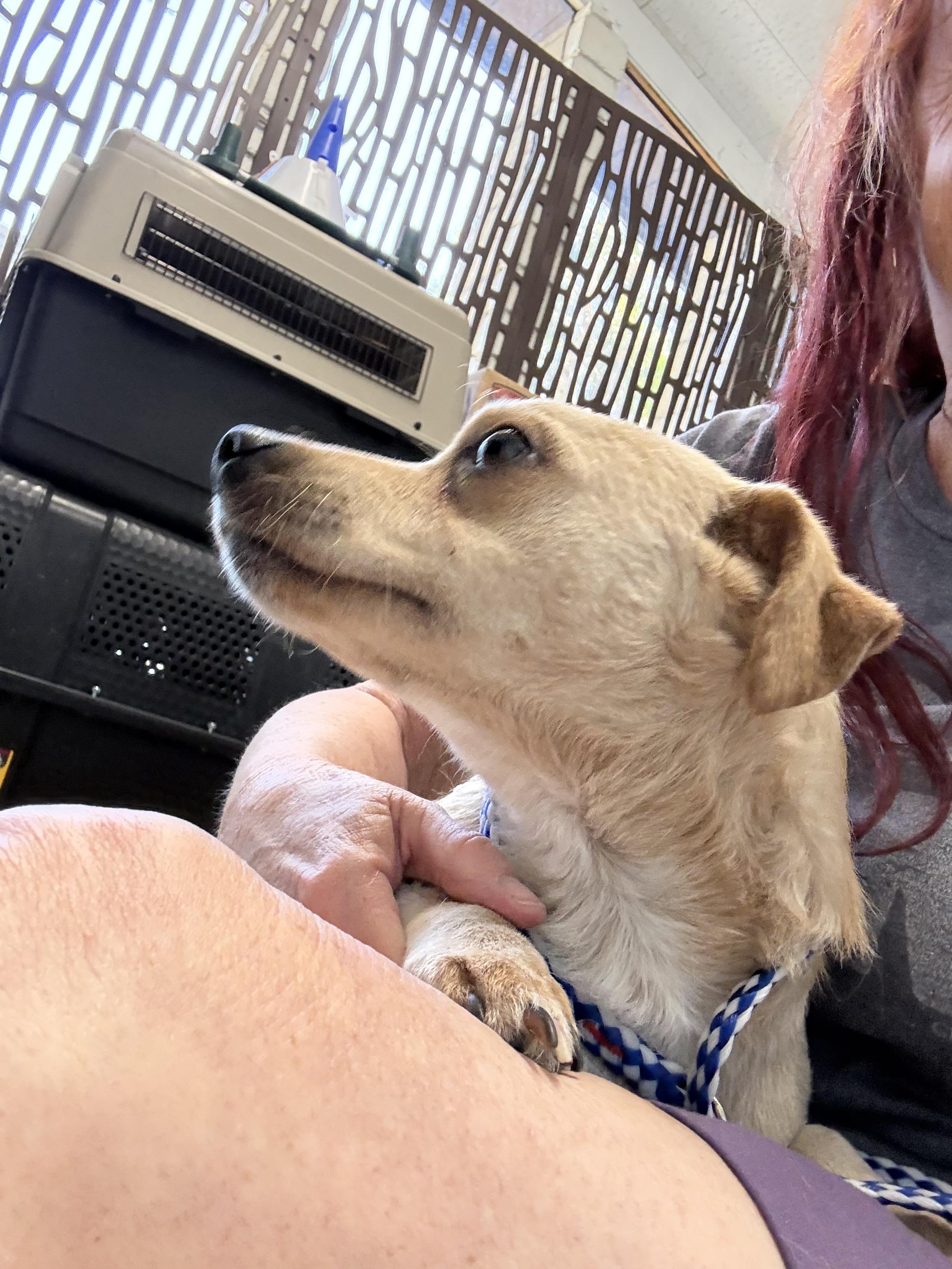 Enlarge THOMAS, a ADOPTABLE mixed breed in los angeles, CA image 4/6