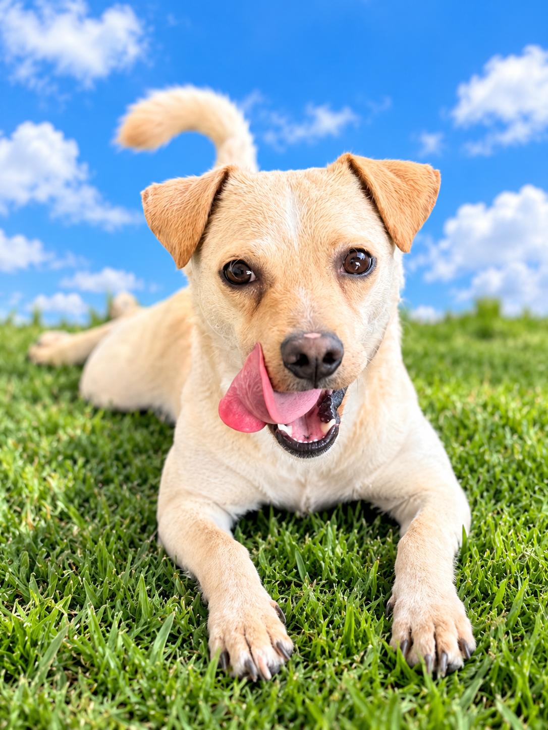 THOMAS, Adoptable, Adult Male Jack Russell Terrier & Border Terrier.