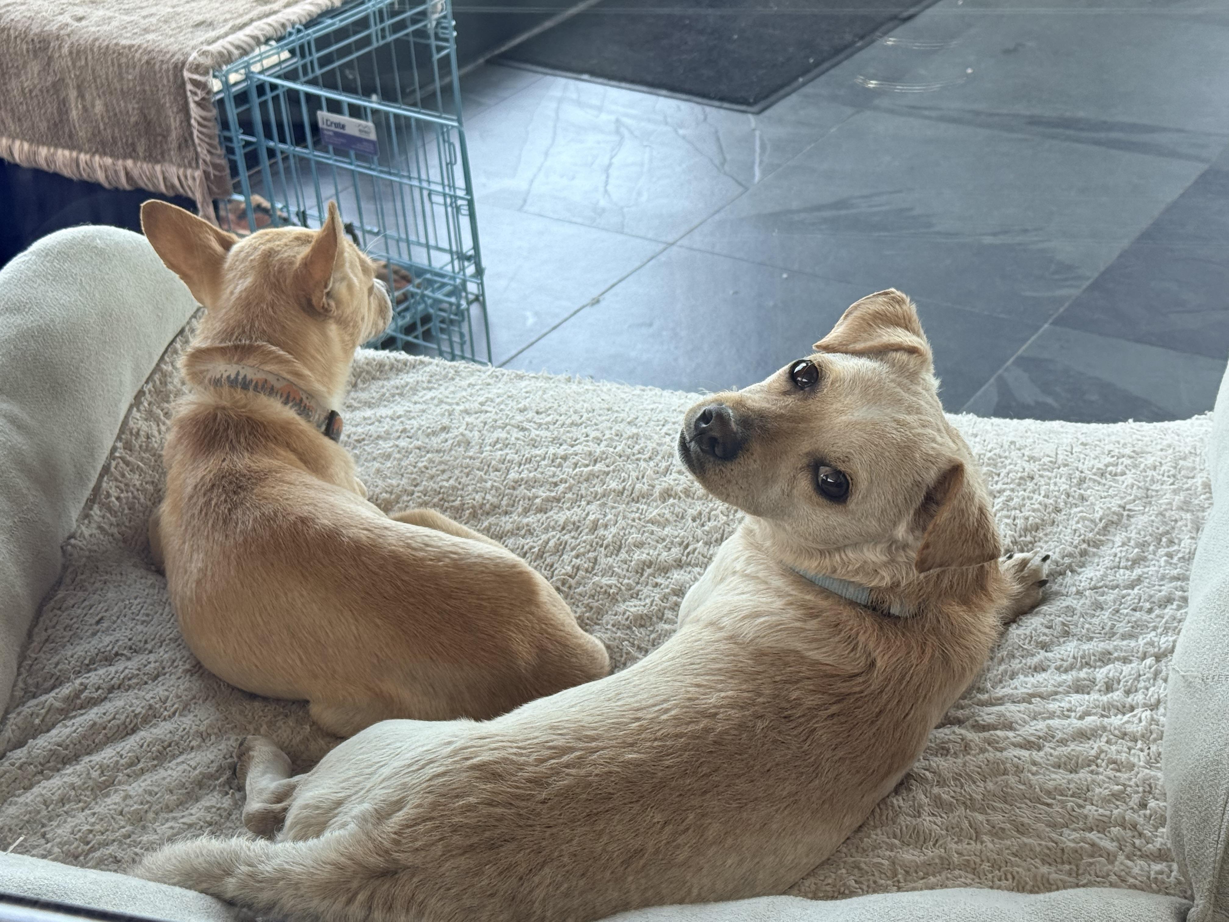 THOMAS, a ADOPTABLE mixed breed in los angeles, CA image 5/6