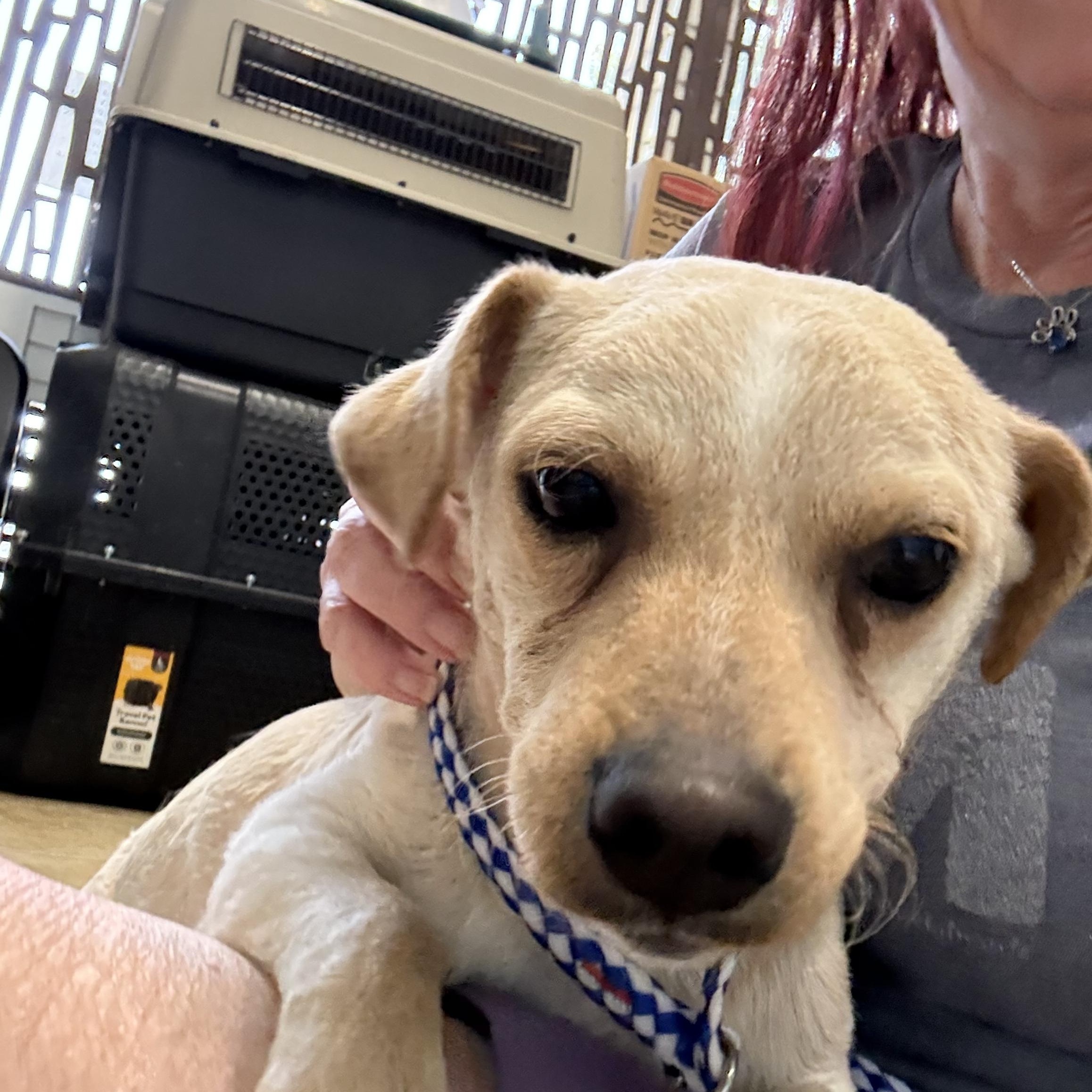 Enlarge THOMAS, a ADOPTABLE mixed breed in los angeles, CA image 2/6