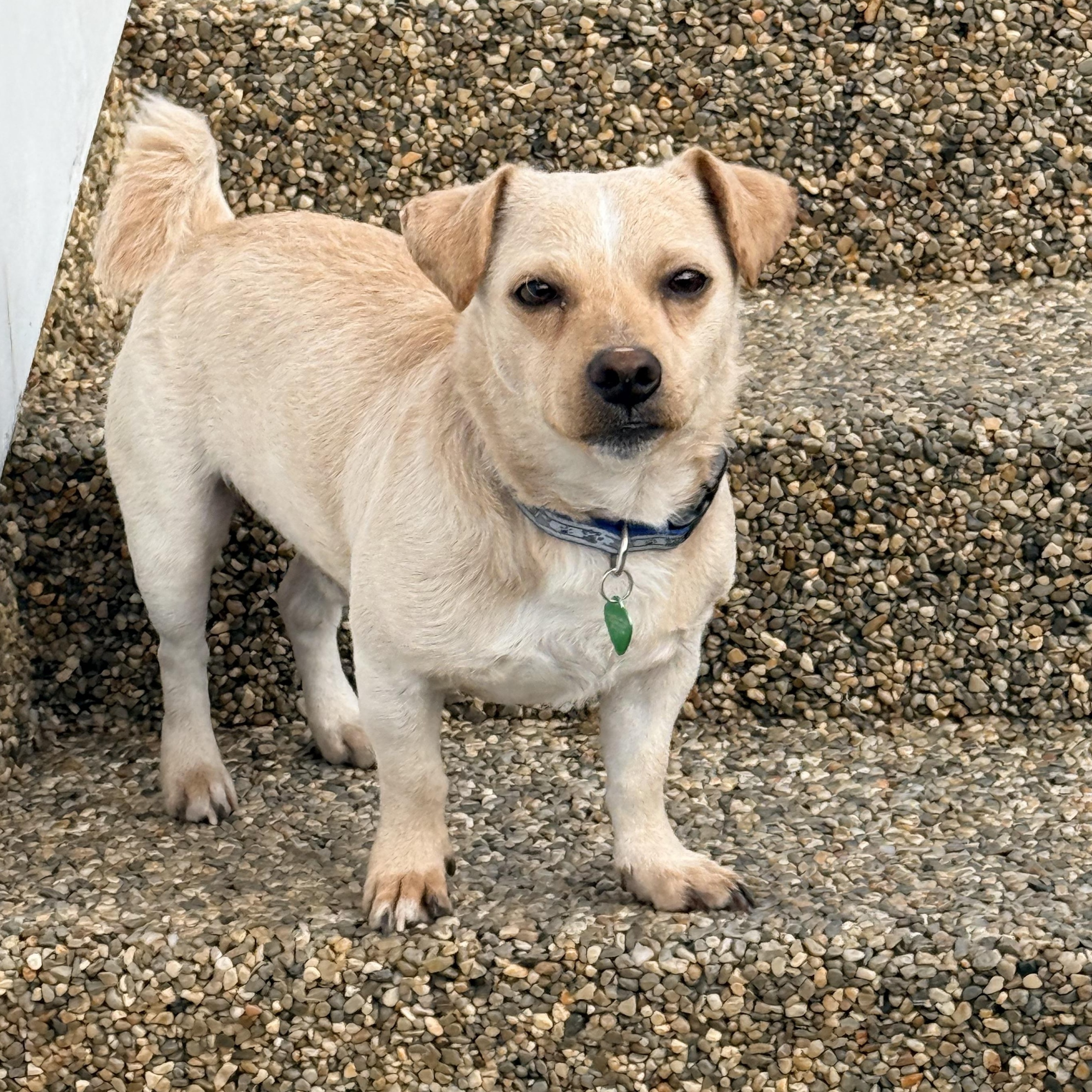 THOMAS, a ADOPTABLE mixed breed in los angeles, CA image 2/6