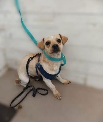 Enlarge THOMAS, a ADOPTABLE mixed breed in los angeles, CA image 6/6