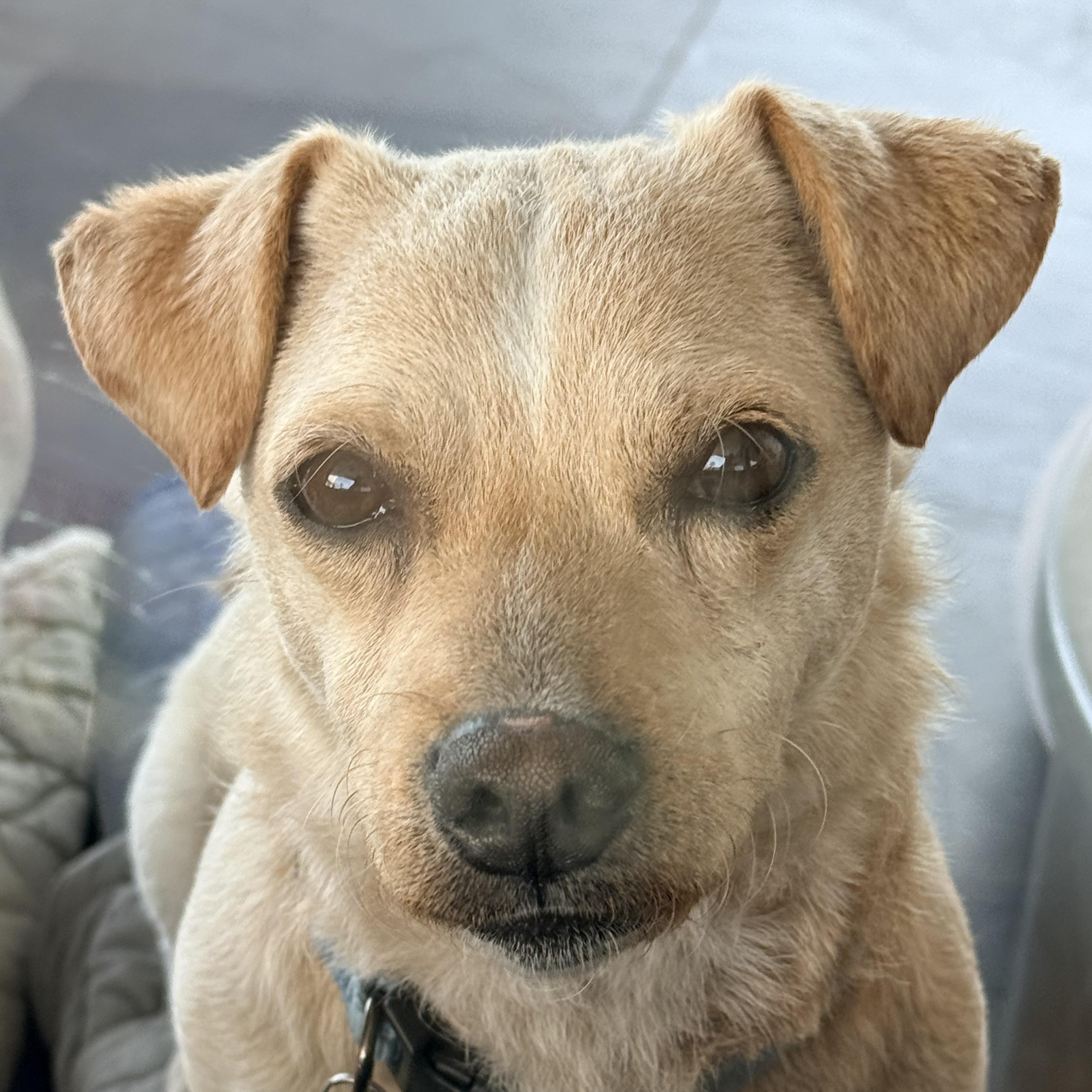 THOMAS, a ADOPTABLE mixed breed in los angeles, CA image 1/6