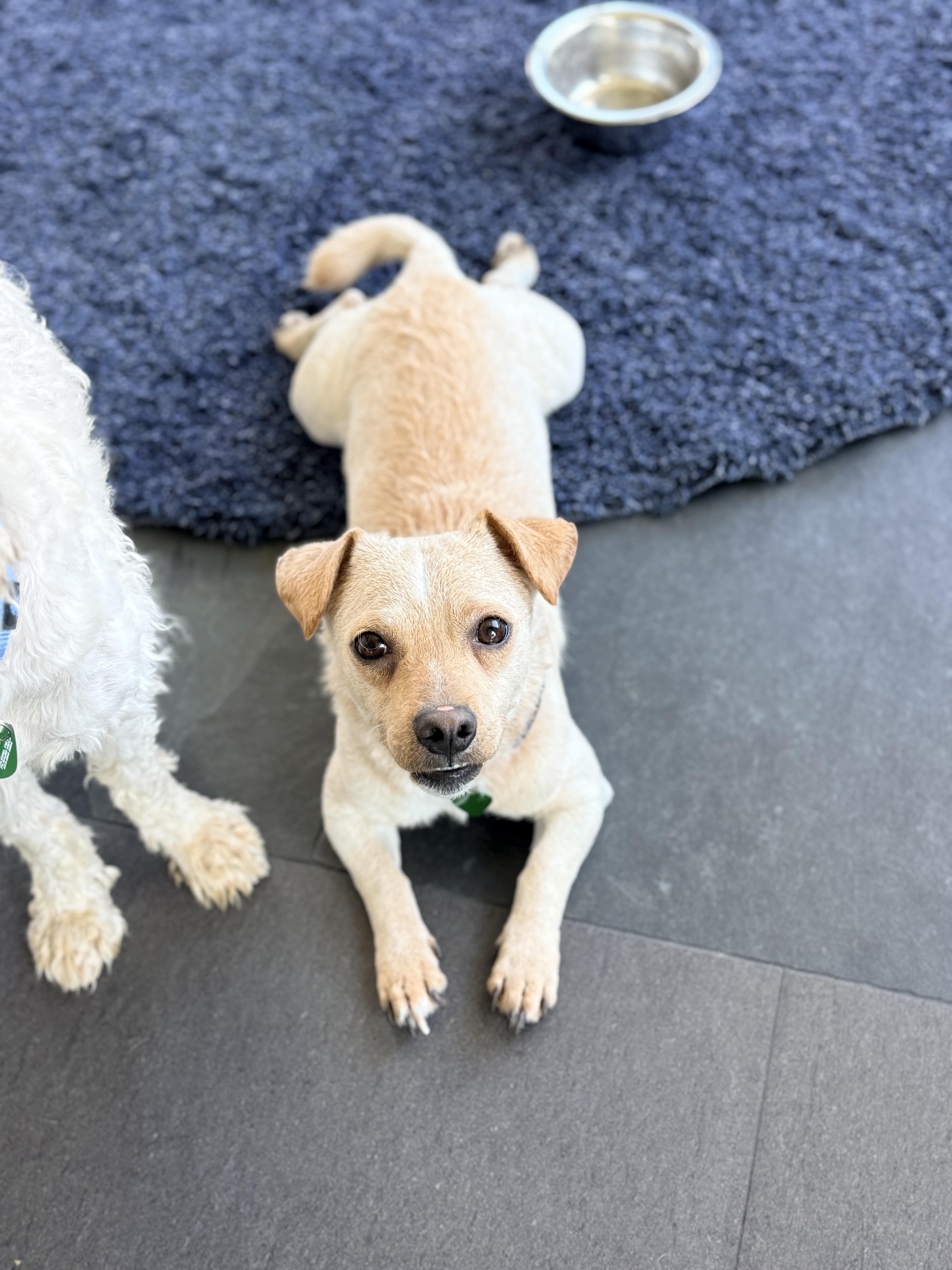 THOMAS, a ADOPTABLE mixed breed in los angeles, CA image 1/6