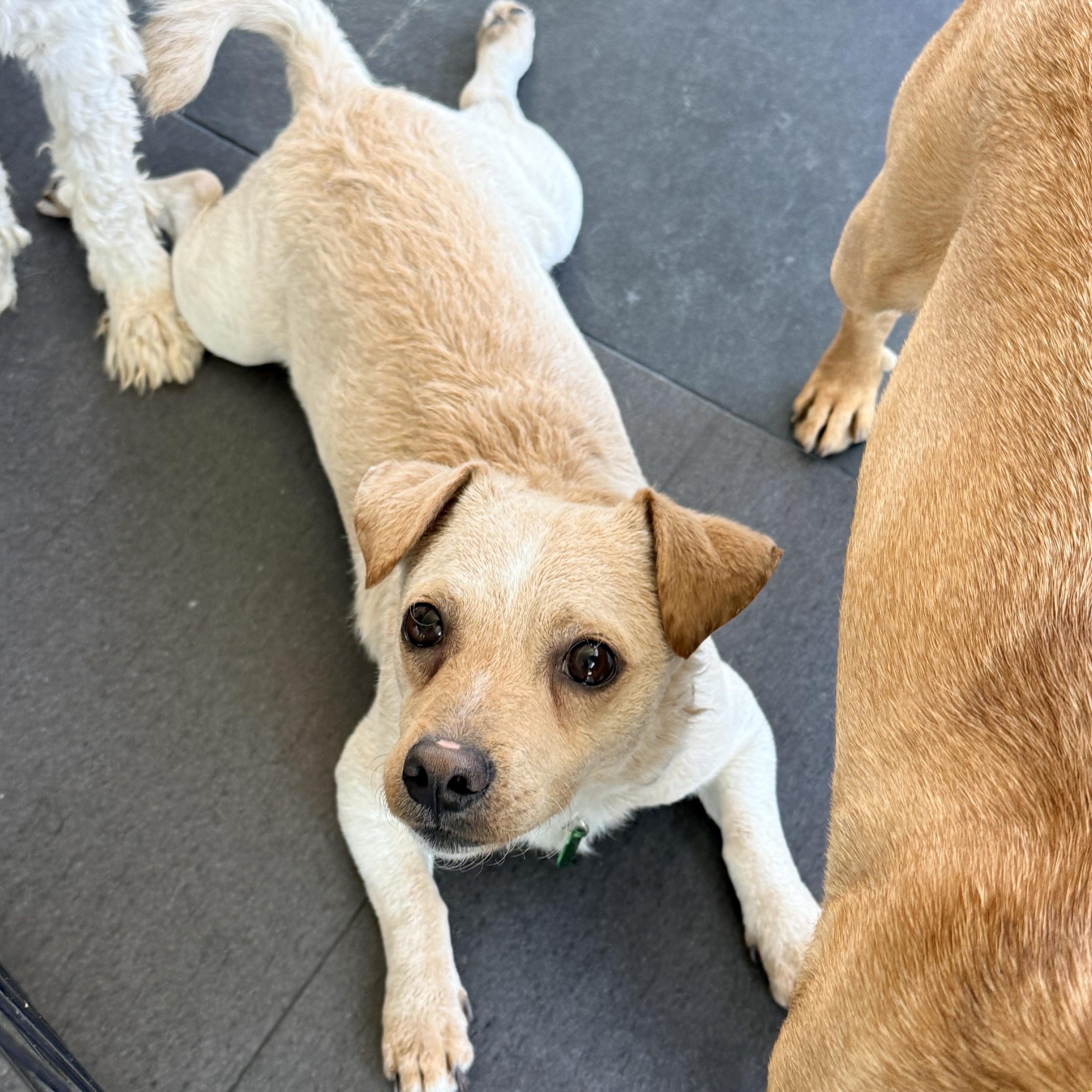 THOMAS, a ADOPTABLE mixed breed in los angeles, CA image 3/6