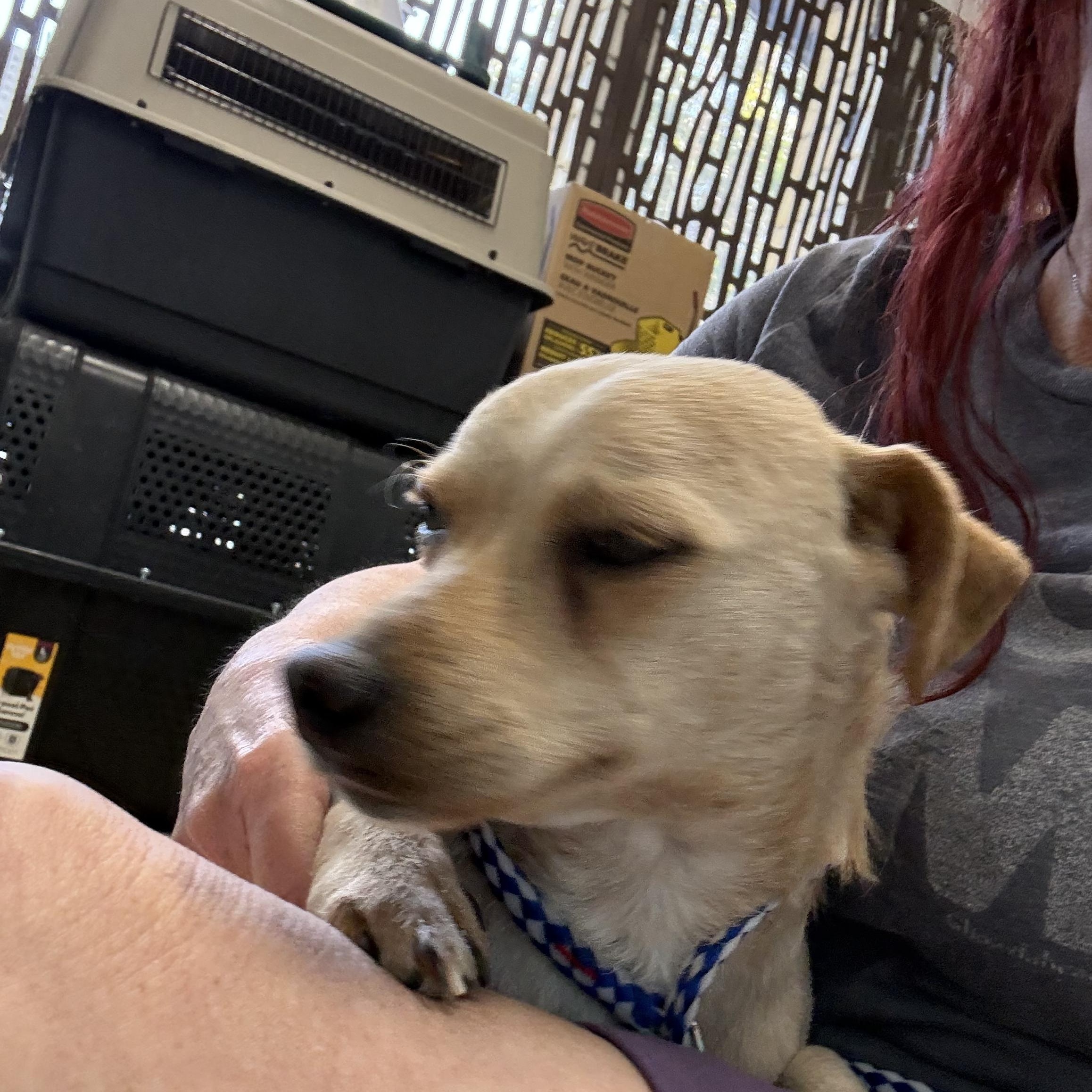 Enlarge THOMAS, a ADOPTABLE mixed breed in los angeles, CA image 3/6