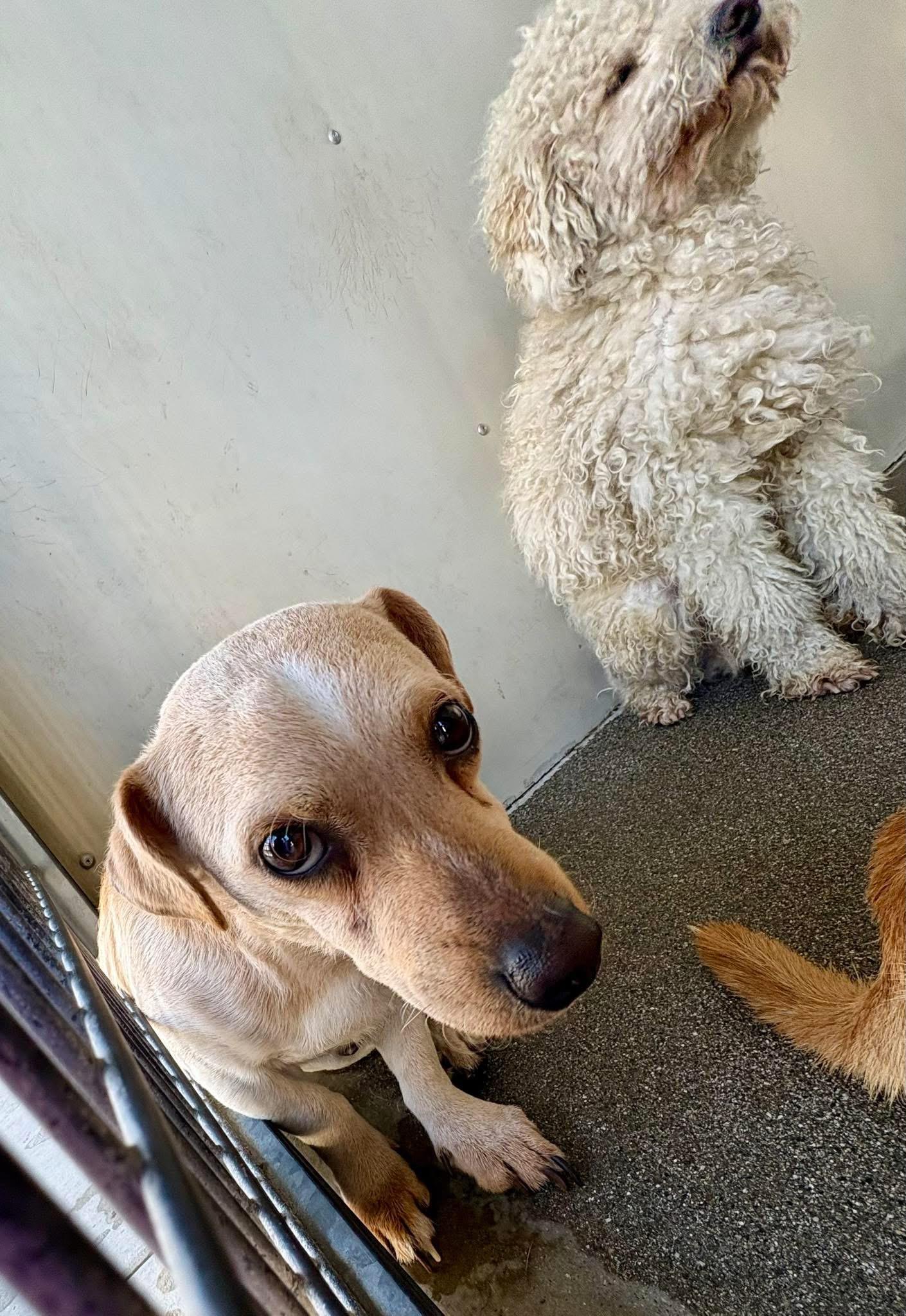 Enlarge THOMAS, a ADOPTABLE mixed breed in los angeles, CA image 5/6