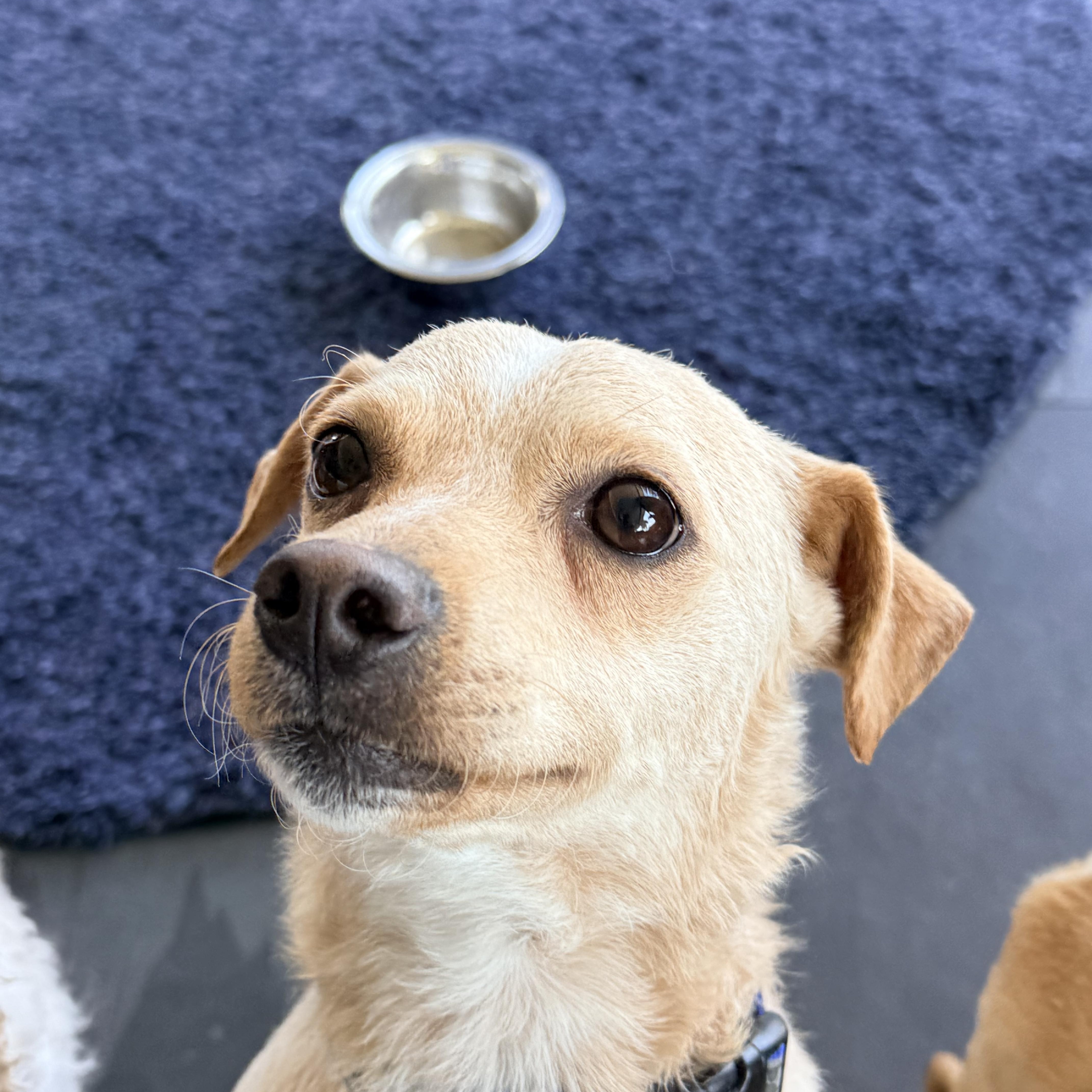THOMAS, a ADOPTABLE mixed breed in los angeles, CA image 5/6