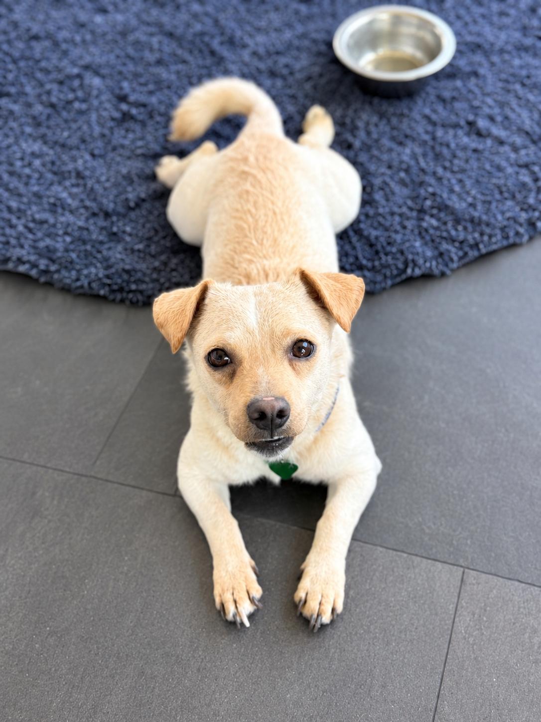 Enlarge THOMAS, a ADOPTABLE mixed breed in los angeles, CA image 1/6