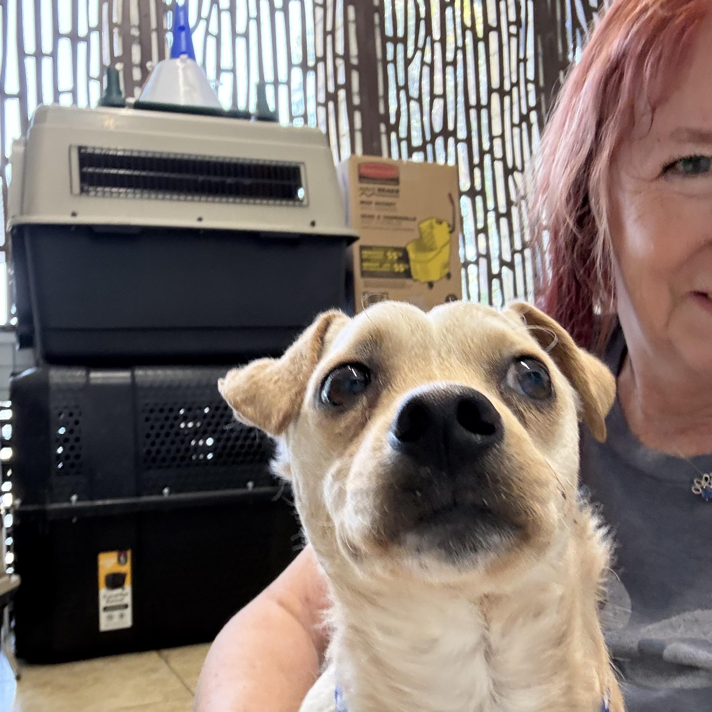 THOMAS, ADOPTABLE, Young Male Chihuahua & Dachshund.