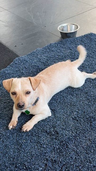 Enlarge THOMAS, a ADOPTABLE mixed breed in los angeles, CA video 6/6