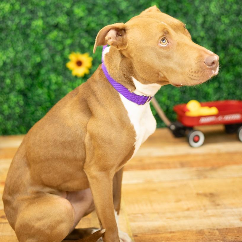 Hazel (Sponsored), Adoptable, Adult Female Pit Bull Terrier & Pit Bull Terrier.