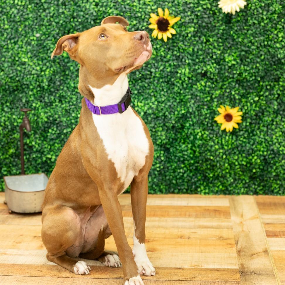 Hazel (Sponsored), Adoptable, Adult Female Pit Bull Terrier & Pit Bull Terrier.