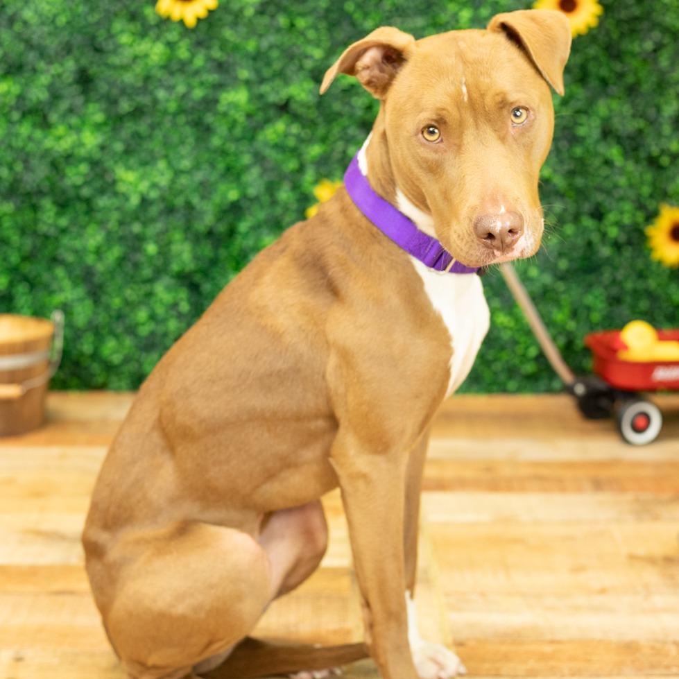 Enlarge Hazel (Sponsored), a Adoptable mixed breed in East Saint Louis, IL image 3/6
