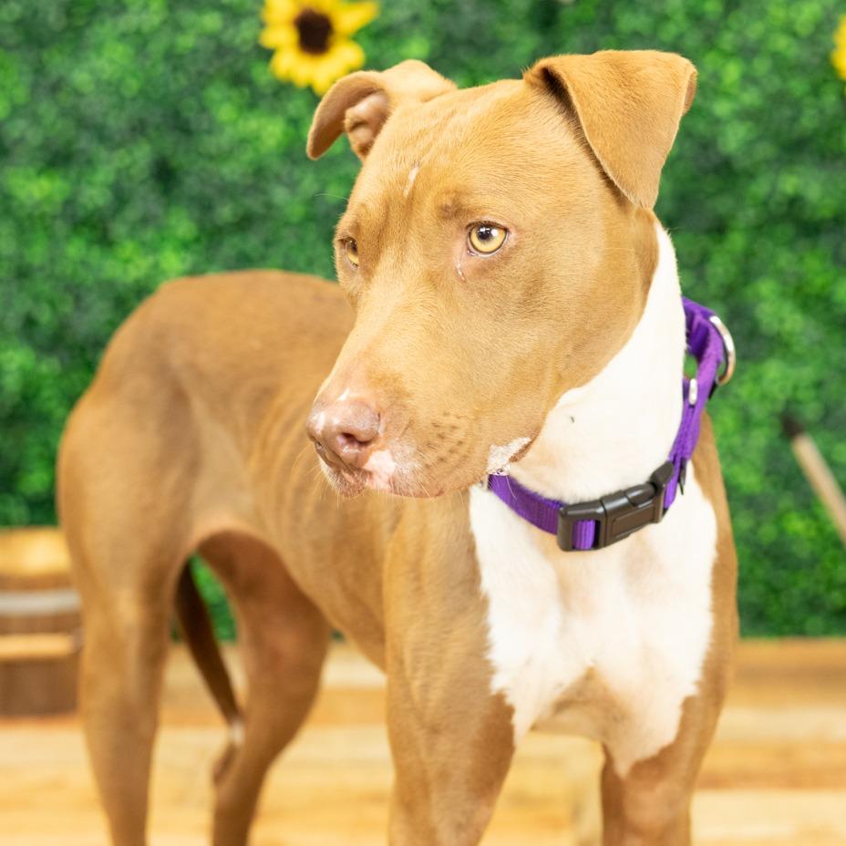 Enlarge Hazel (Sponsored), a Adoptable mixed breed in East Saint Louis, IL image 4/6