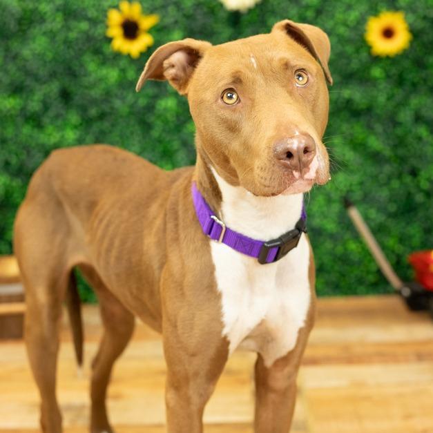 Enlarge Hazel (Sponsored), a Adoptable mixed breed in East Saint Louis, IL image 5/6