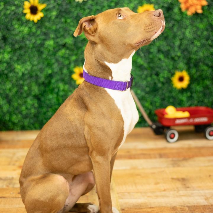 Enlarge Hazel (Sponsored), a Adoptable mixed breed in East Saint Louis, IL image 6/6