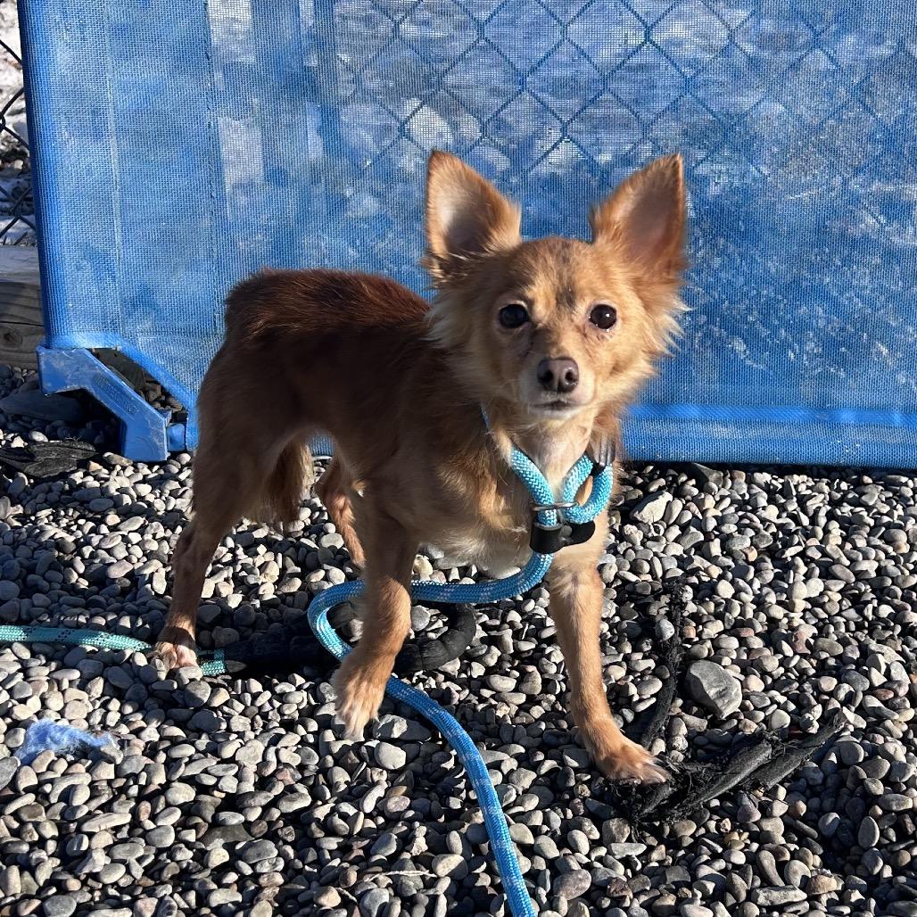 Enlarge Cabin, a Adoptable mixed breed in Binghamton, NY image 1/2