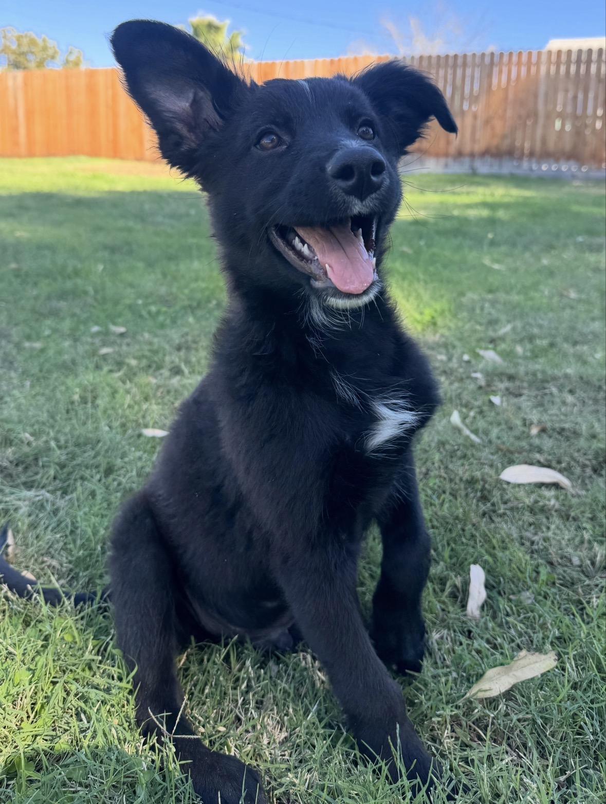 Enlarge Blake, a Adopted mixed breed in Lincoln, CA image 1/6