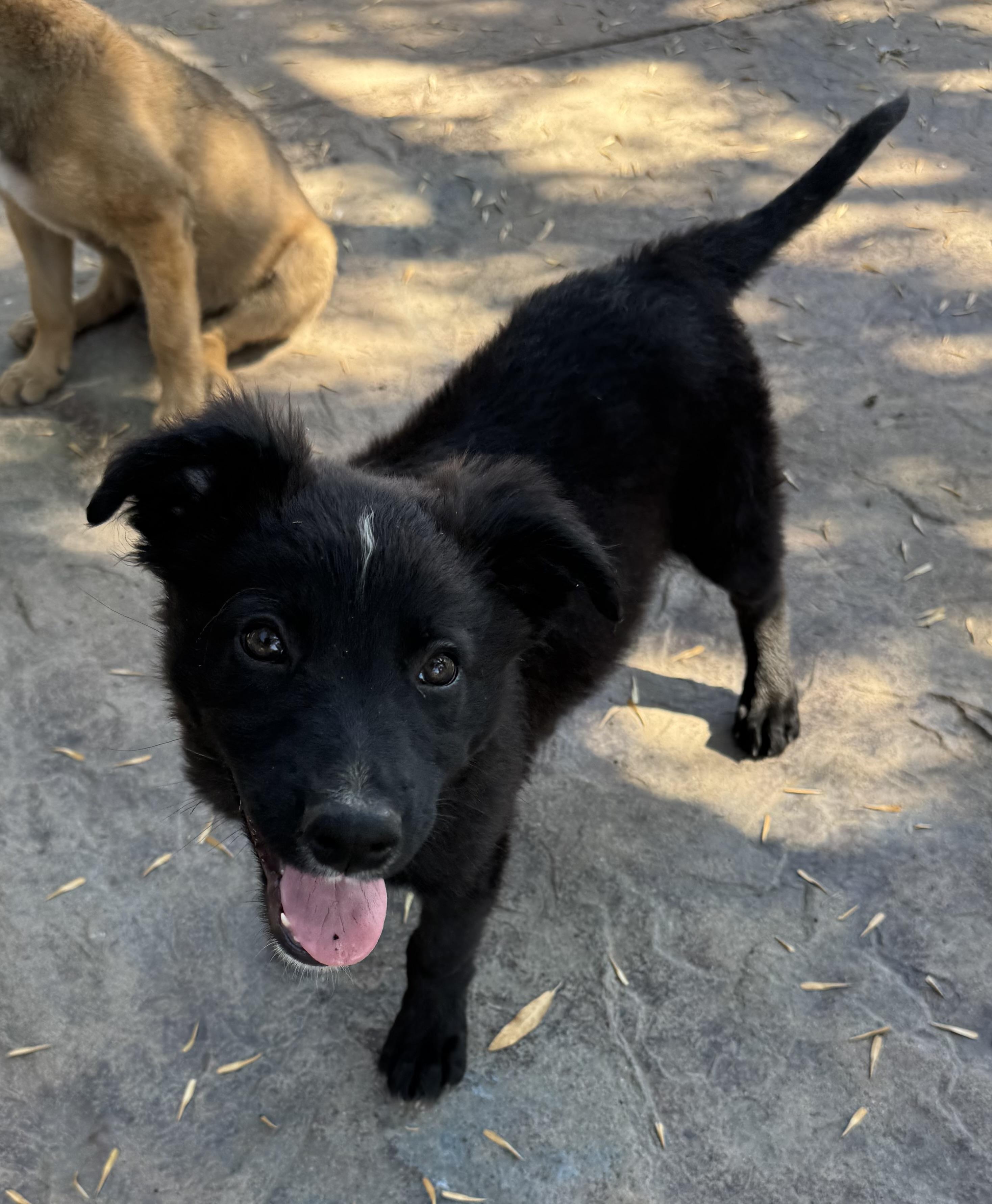 Enlarge Blake, a Adopted mixed breed in Lincoln, CA image 2/6