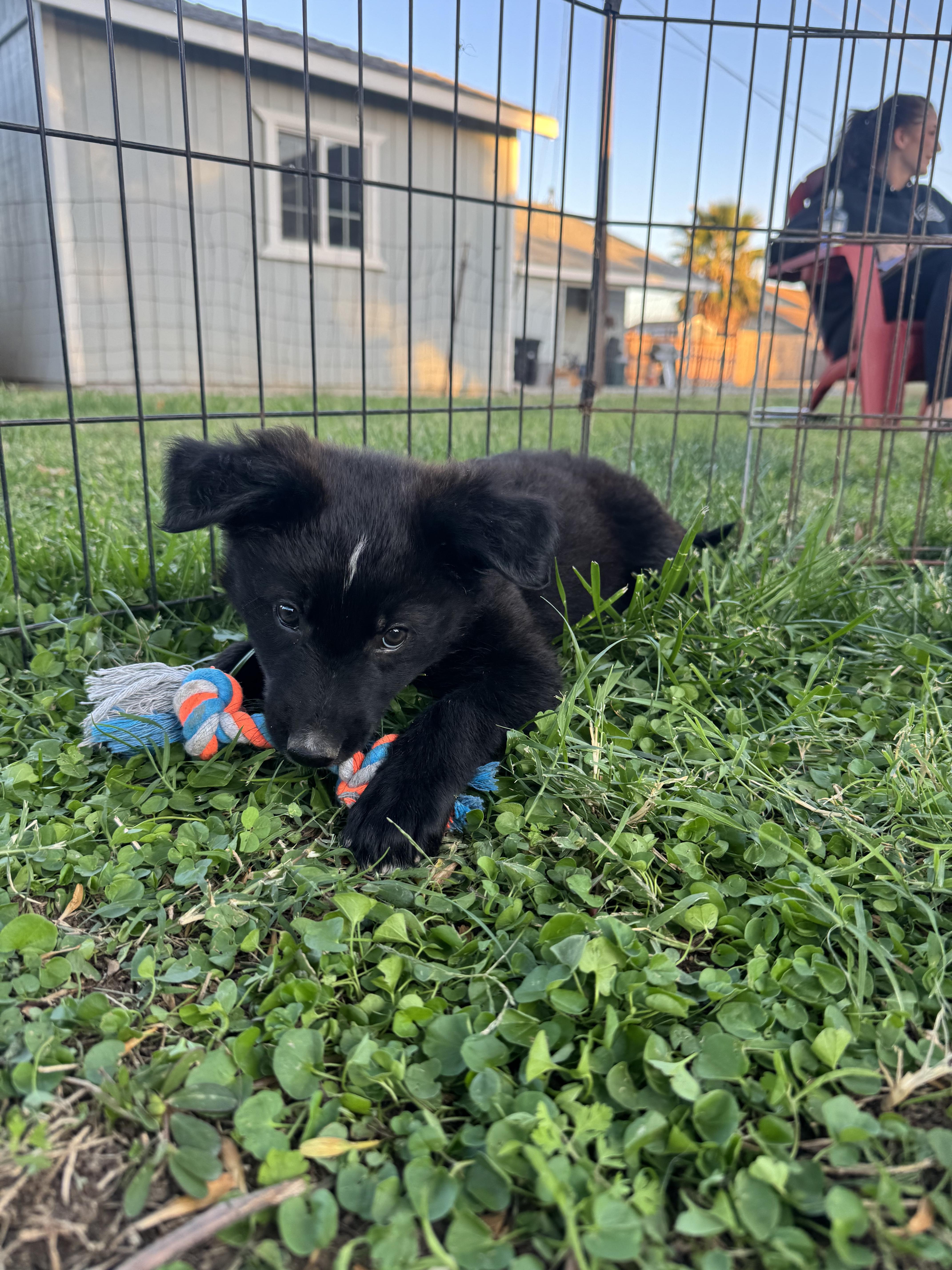Enlarge Blake, a Adoptable mixed breed in Lincoln, CA image 2/4