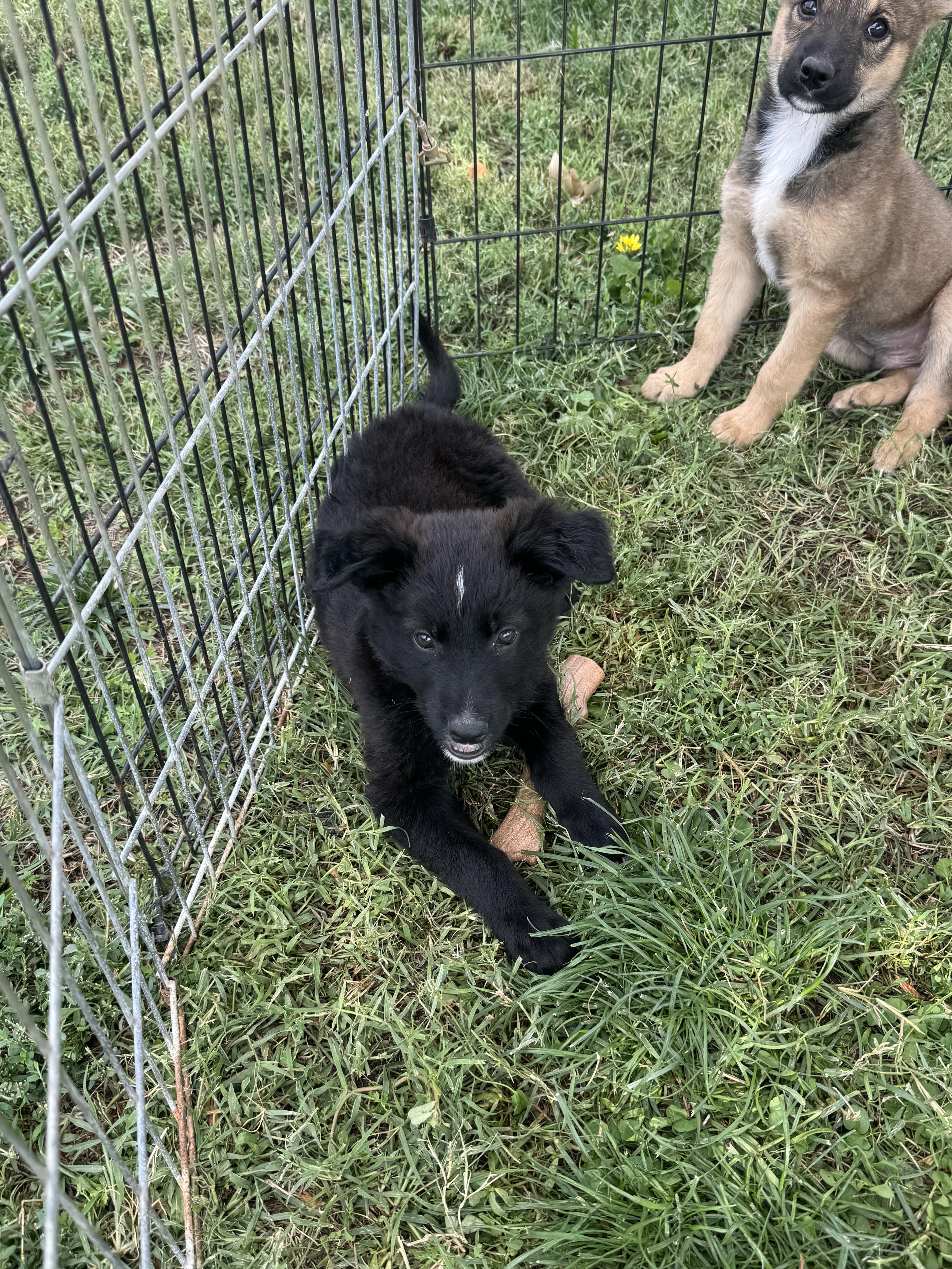 Blake, Adoptable, Puppy Male Shepherd & Border Collie.