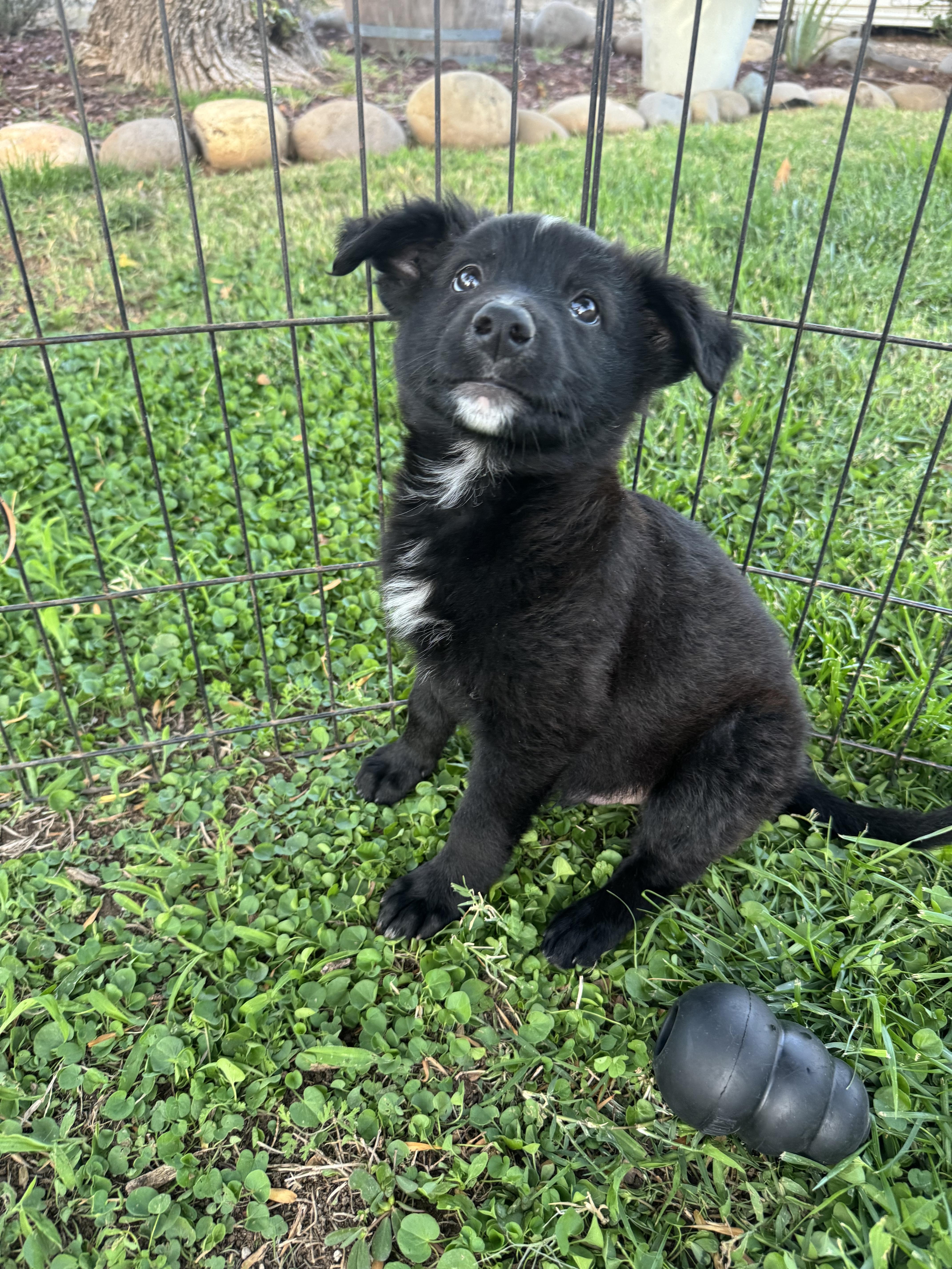 Enlarge Blake, a Adoptable mixed breed in Lincoln, CA image 3/4