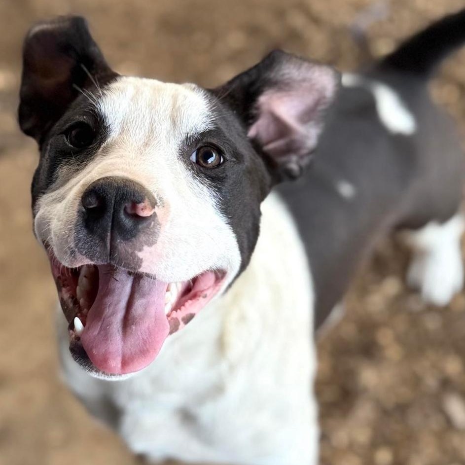 Bull, Adoptable, Young Male Labrador Retriever.