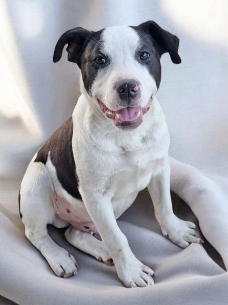 Bull, a Adoptable Labrador Retriever in Manchester, CT image 4/4