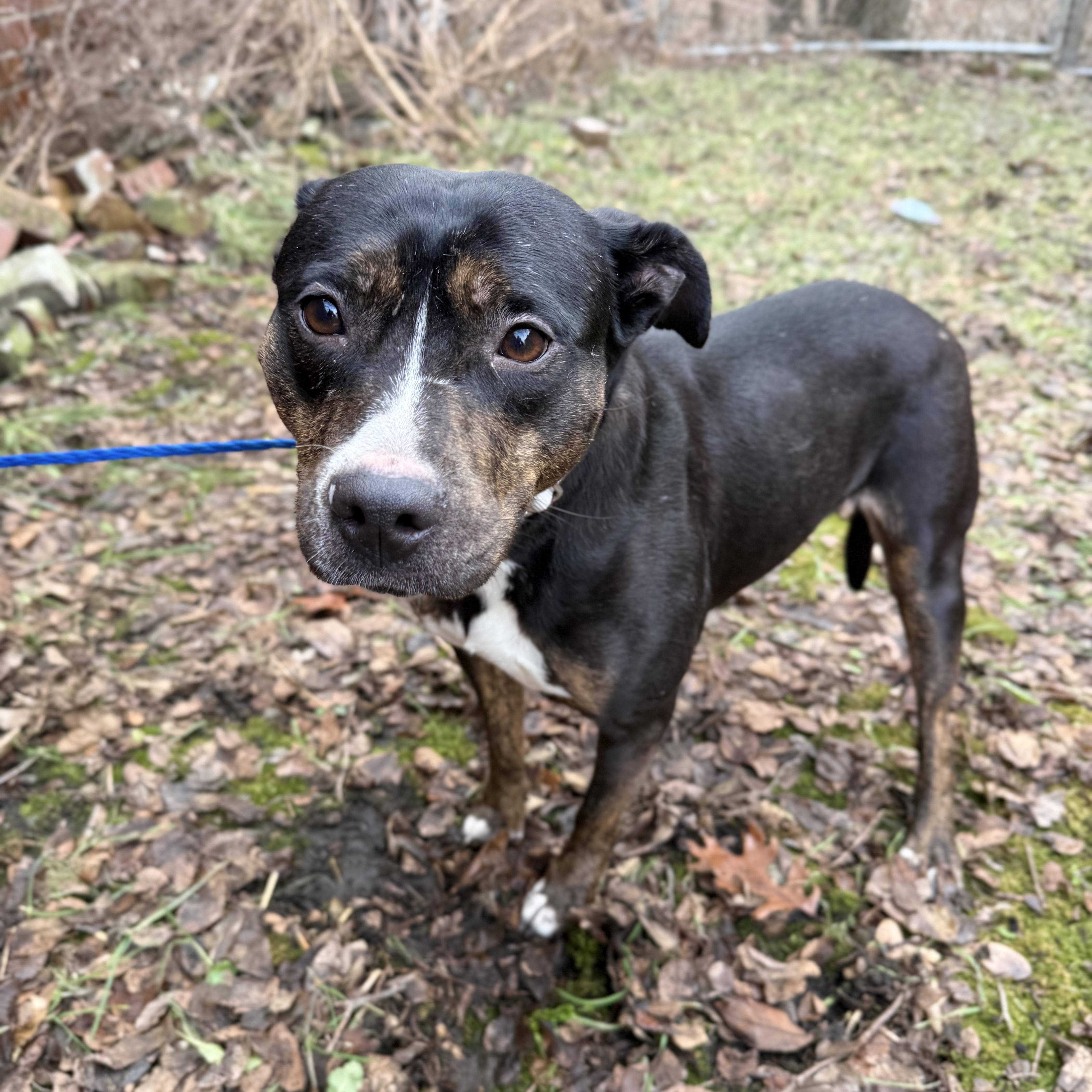 Enlarge Diamond, a ADOPTABLE Mixed Breed in Gary , IN image 1/1