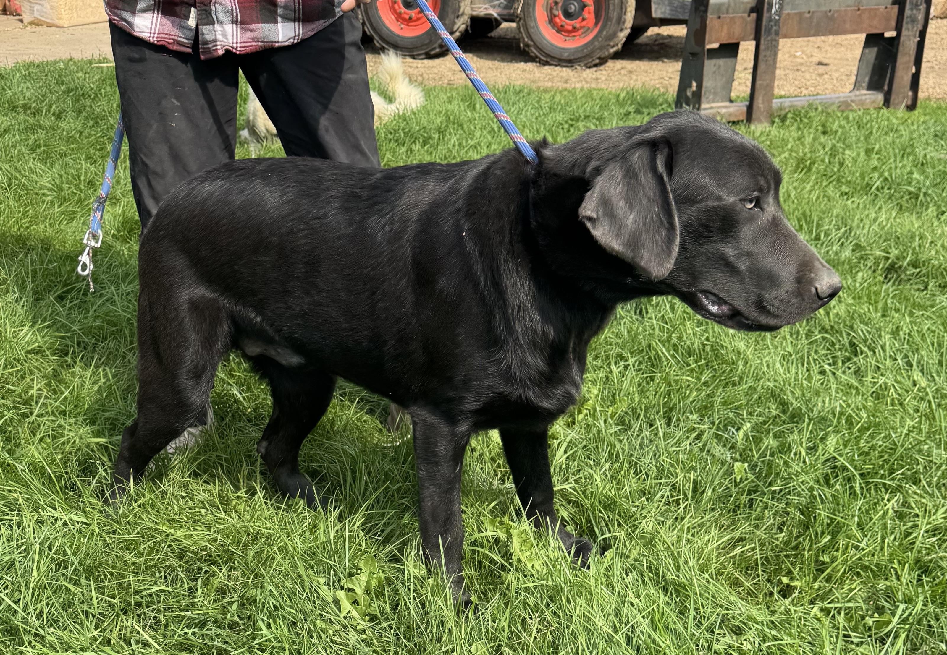 Steel, Adoptable, Young Male Chocolate Labrador Retriever.