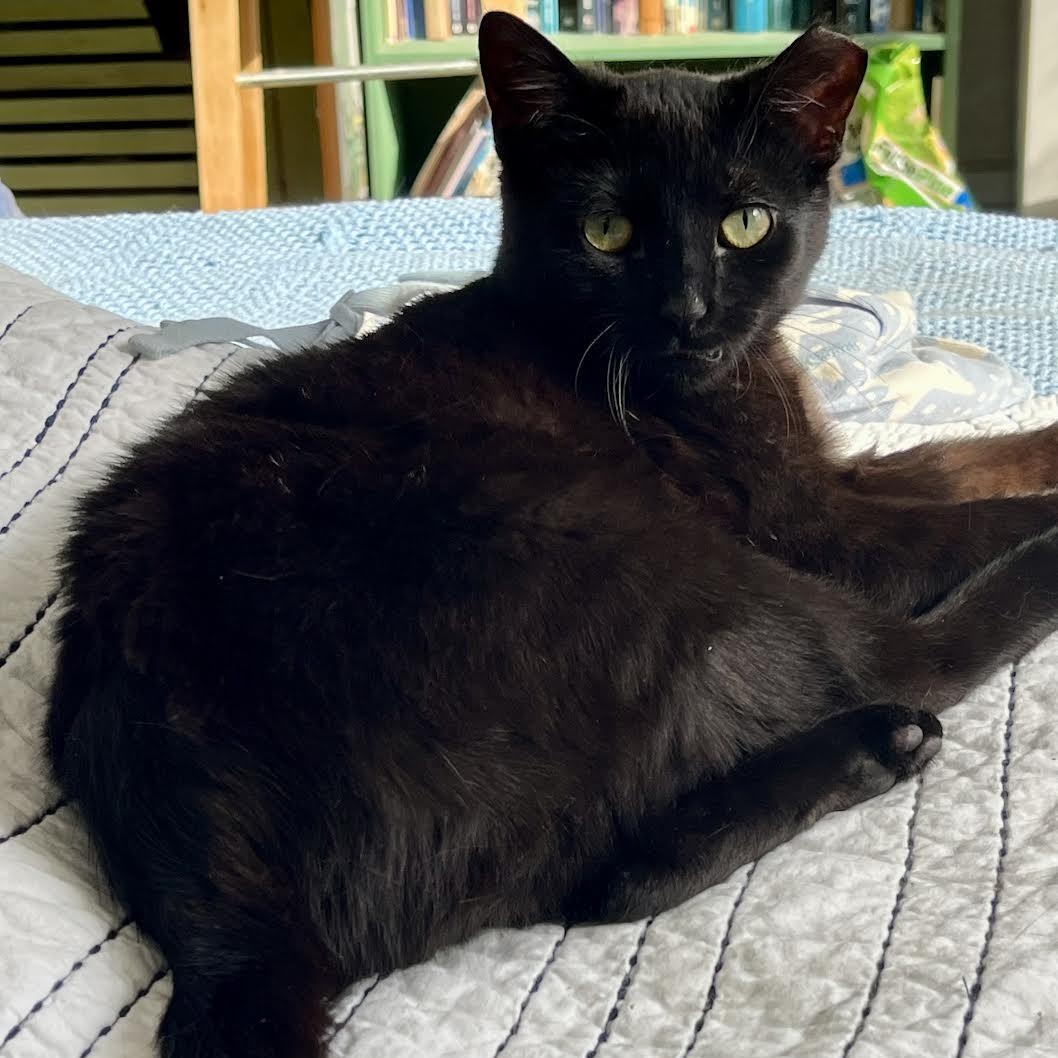 Benito, ADOPTABLE, Kitten Male Domestic Short Hair.