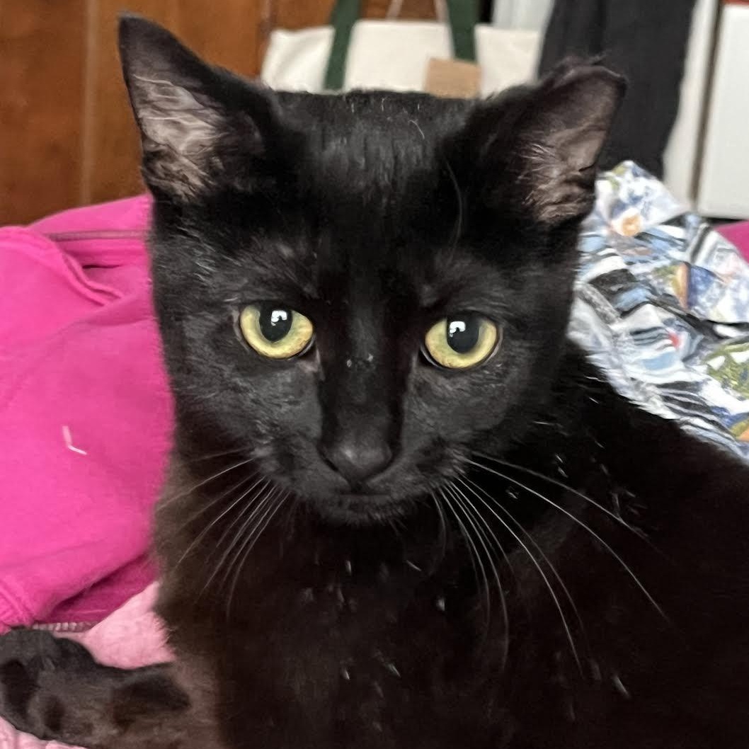 Enlarge Benito, a ADOPTABLE mixed breed in CHICAGO, IL image 3/6