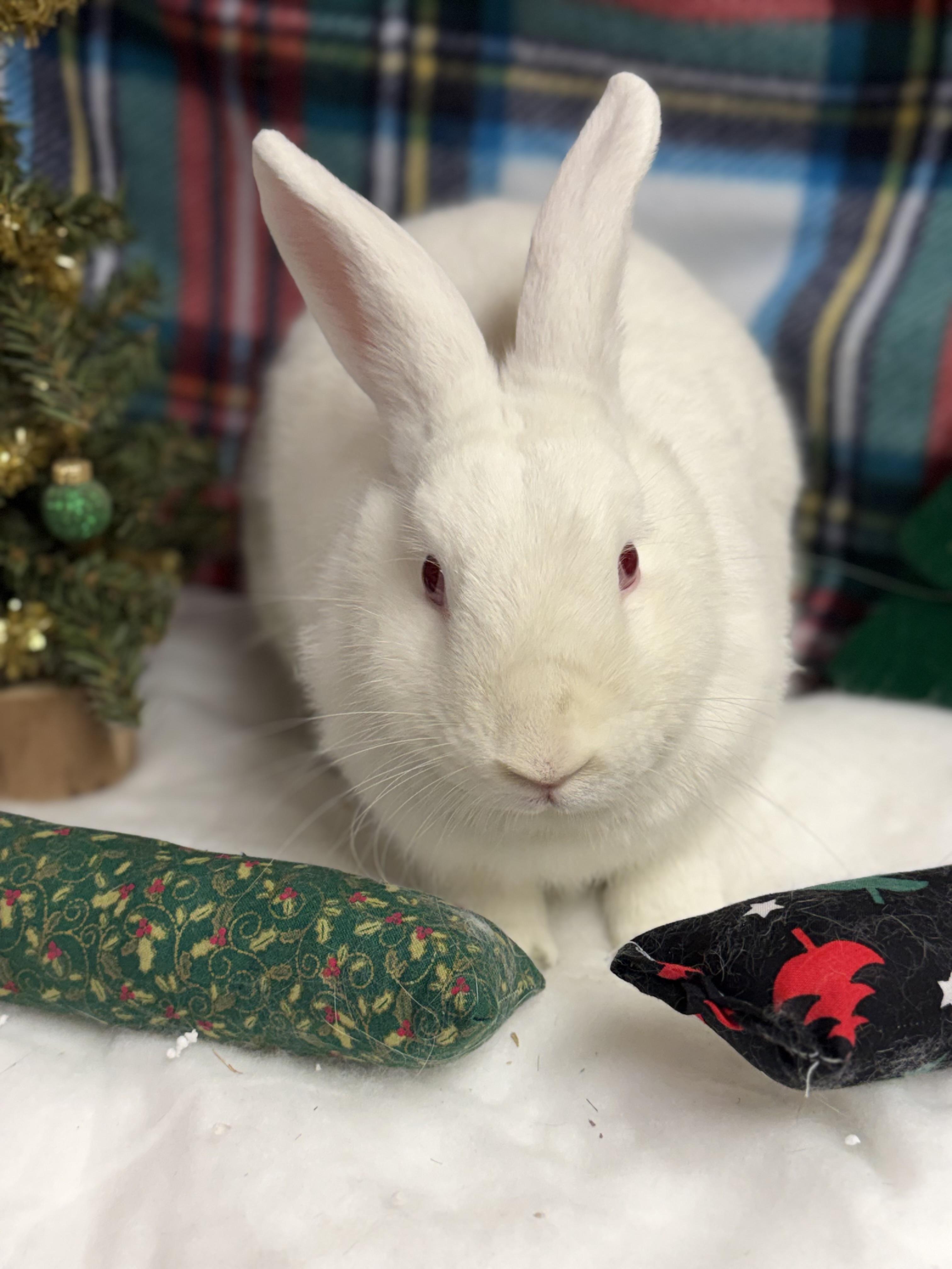 Lorelei: video!!, a Adoptable New Zealand in Edinburg, PA image 6/6