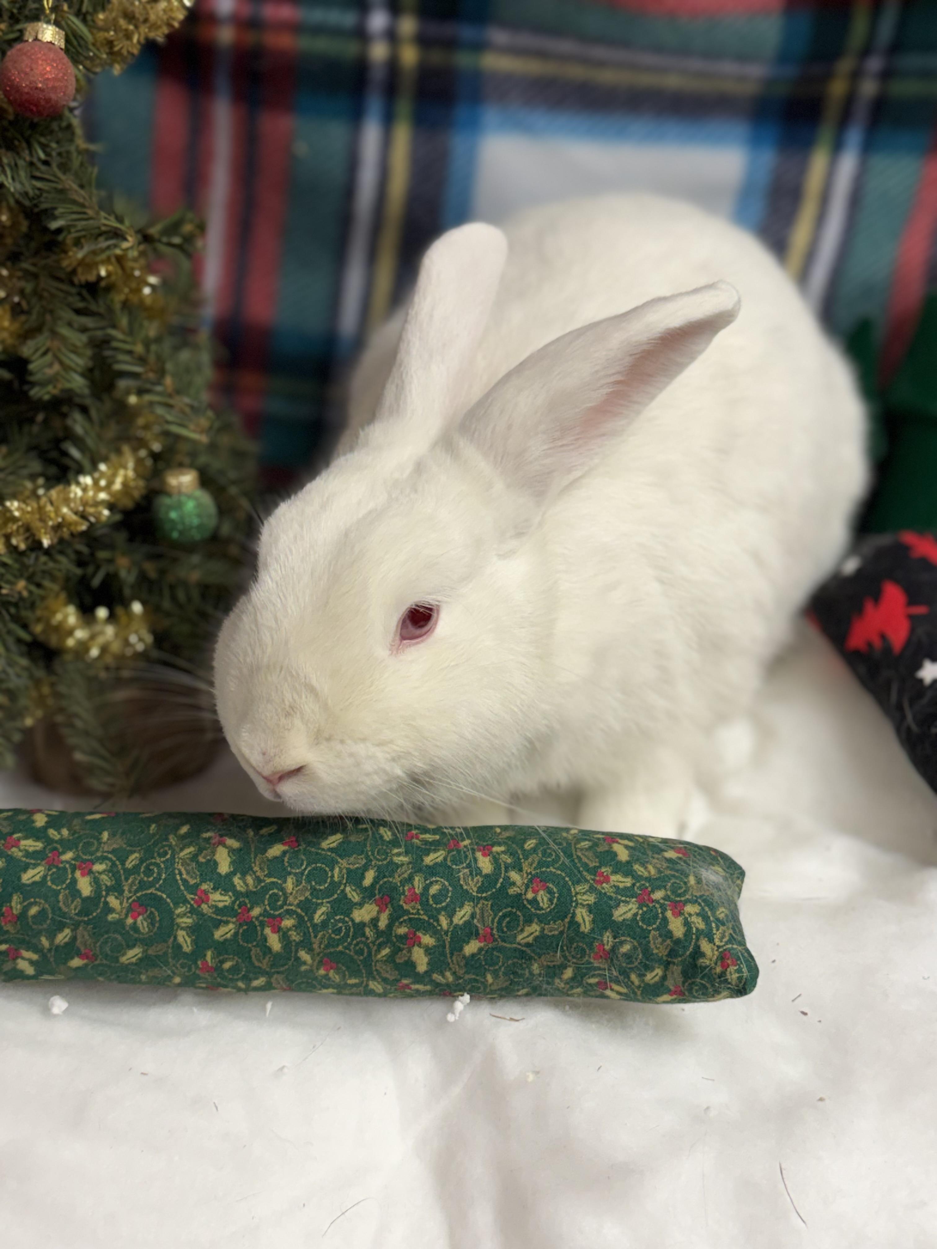 Lorelei: video!!, a Adoptable New Zealand in Edinburg, PA image 5/6