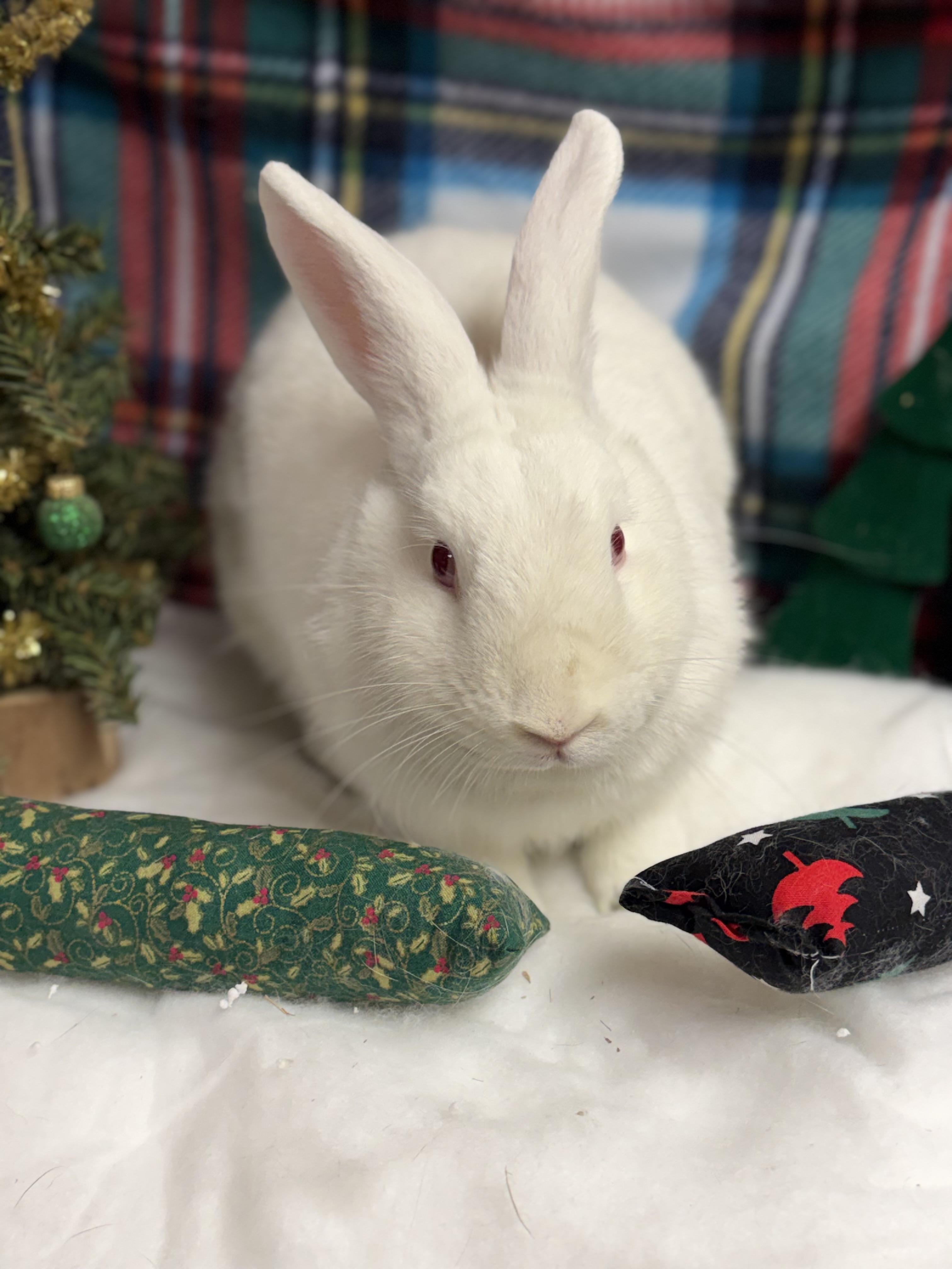 Lorelei: video!!, a Adoptable New Zealand in Edinburg, PA image 4/6