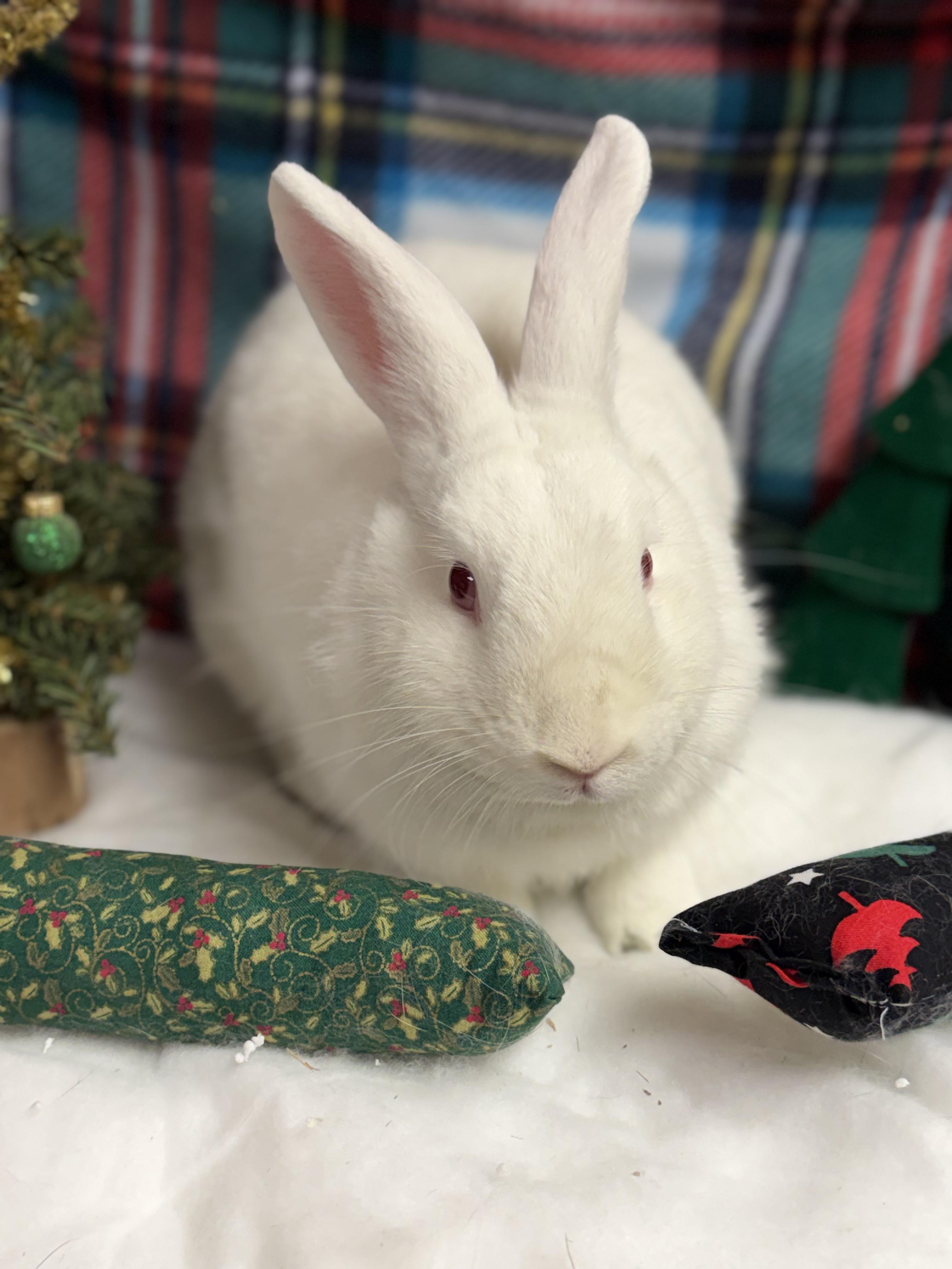 Lorelei: video!!, a Adoptable New Zealand in Edinburg, PA image 1/6