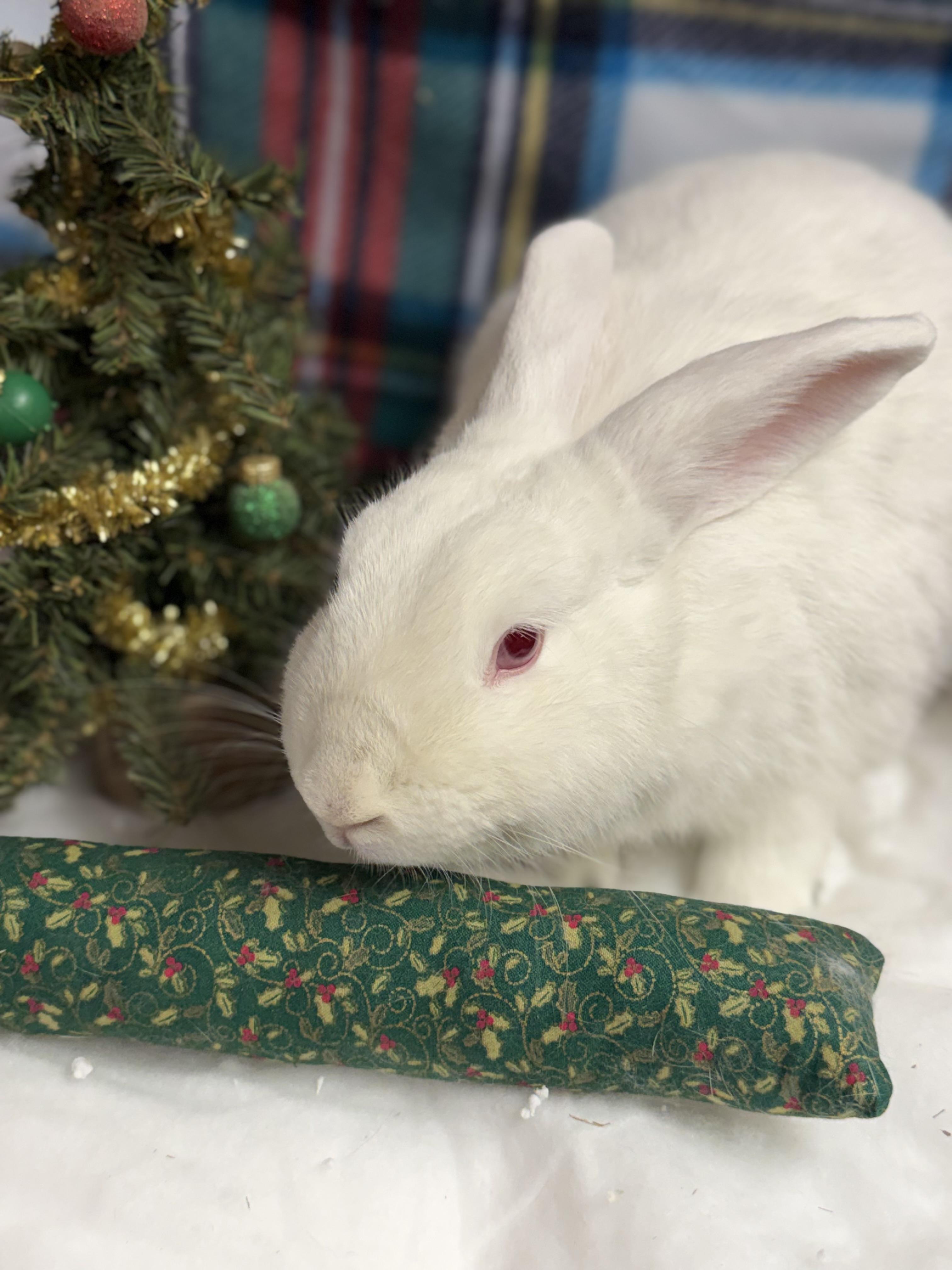 Lorelei: video!!, a Adoptable New Zealand in Edinburg, PA image 3/6