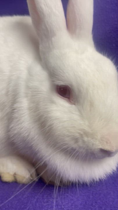 Enlarge Lorelei: video!!, a Adoptable New Zealand in Edinburg, PA video 2/6