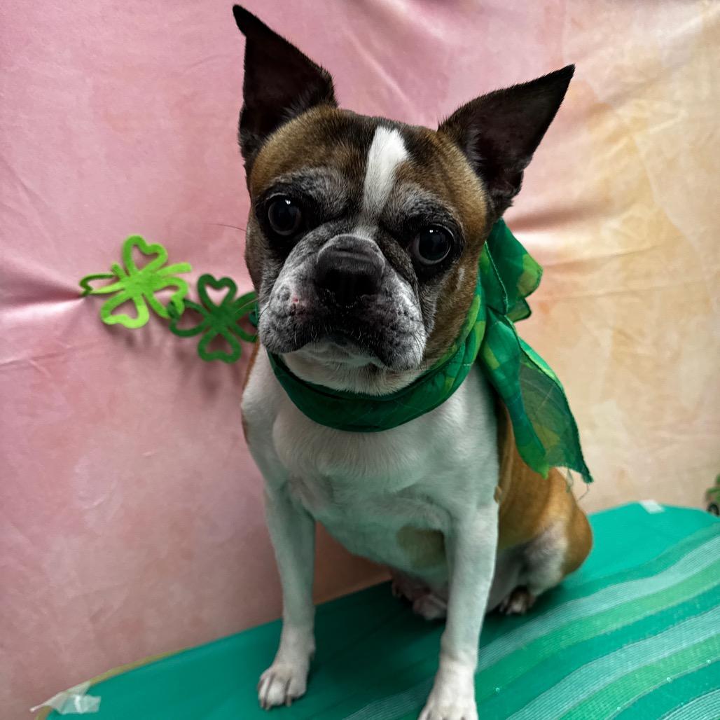 Alfred Pennyworth — thumbnail 2