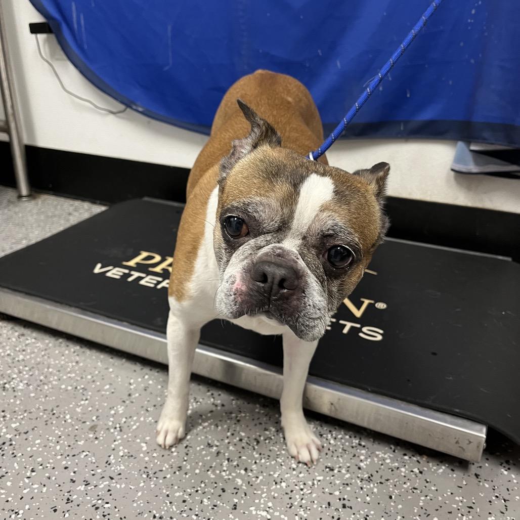 Alfred Pennyworth — thumbnail 3