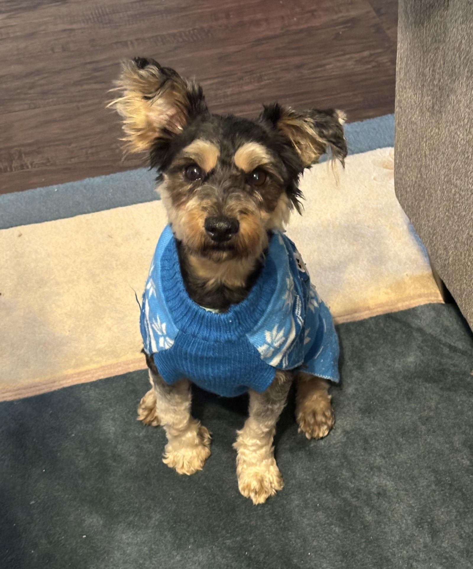 CHEWY (SRC#3611) IN VIRGINIA, Adopted, Young Male Schnauzer.